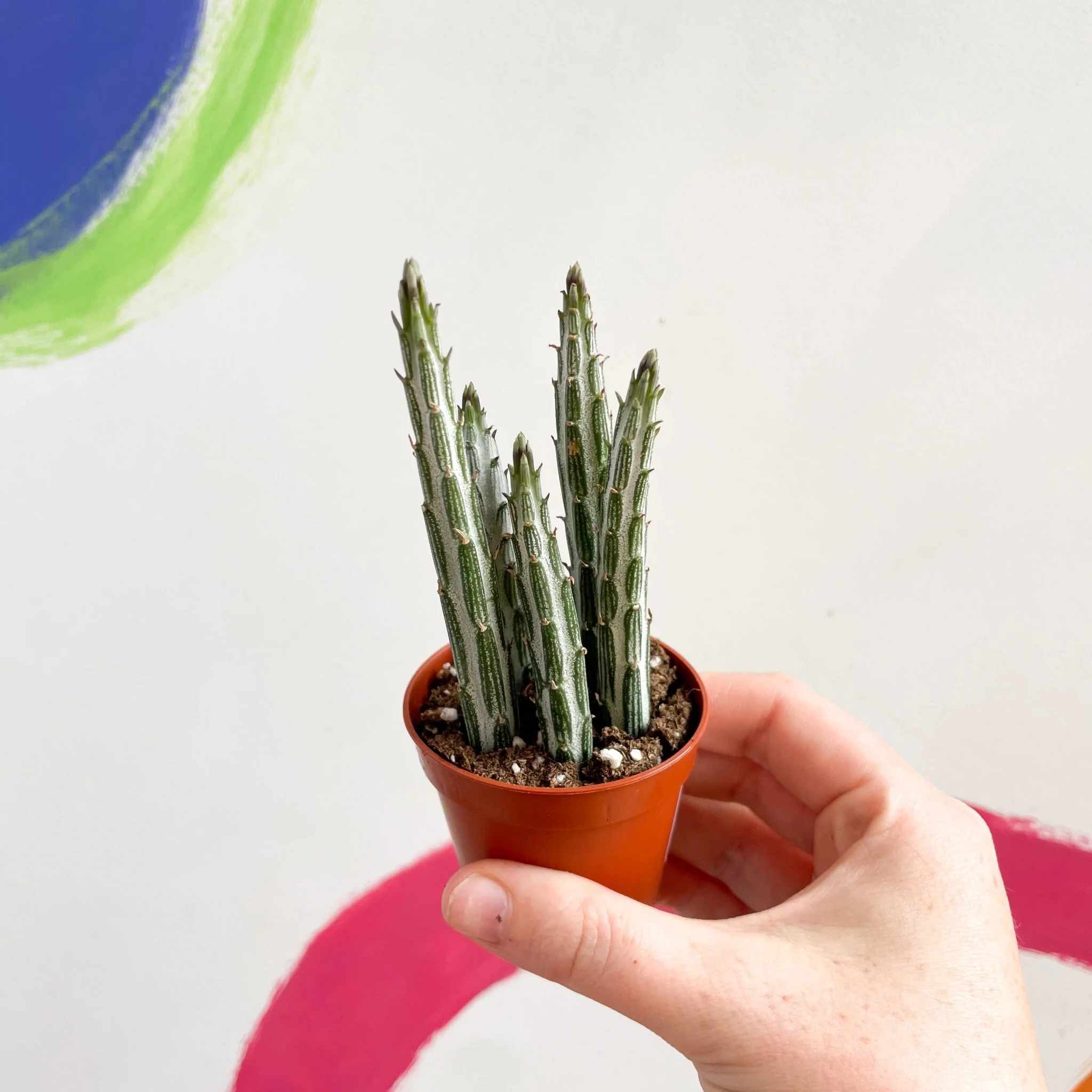 Stapelia stapeliiformis - Candle Plant - Image 5