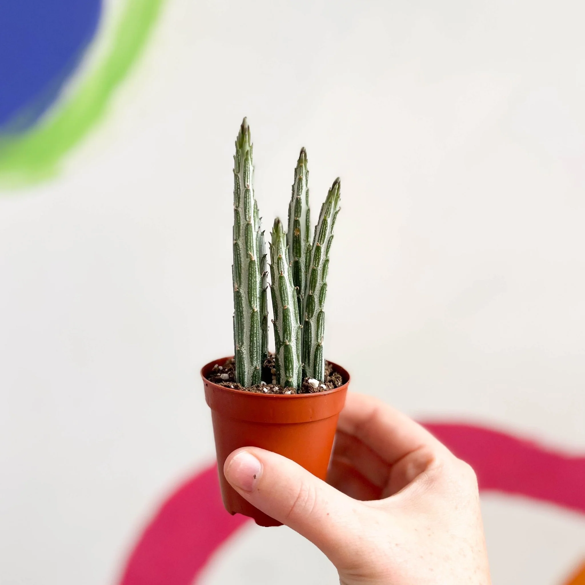 Stapelia stapeliiformis - Candle Plant - Image 6