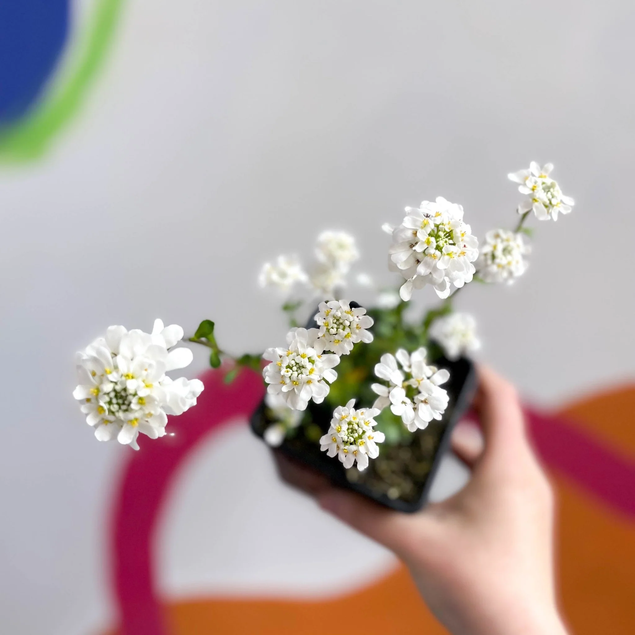 Candytuft - Iberis sempervirens ‘Snowdrift’ - British Grown Evergreen Perennial Alpine - Image 2