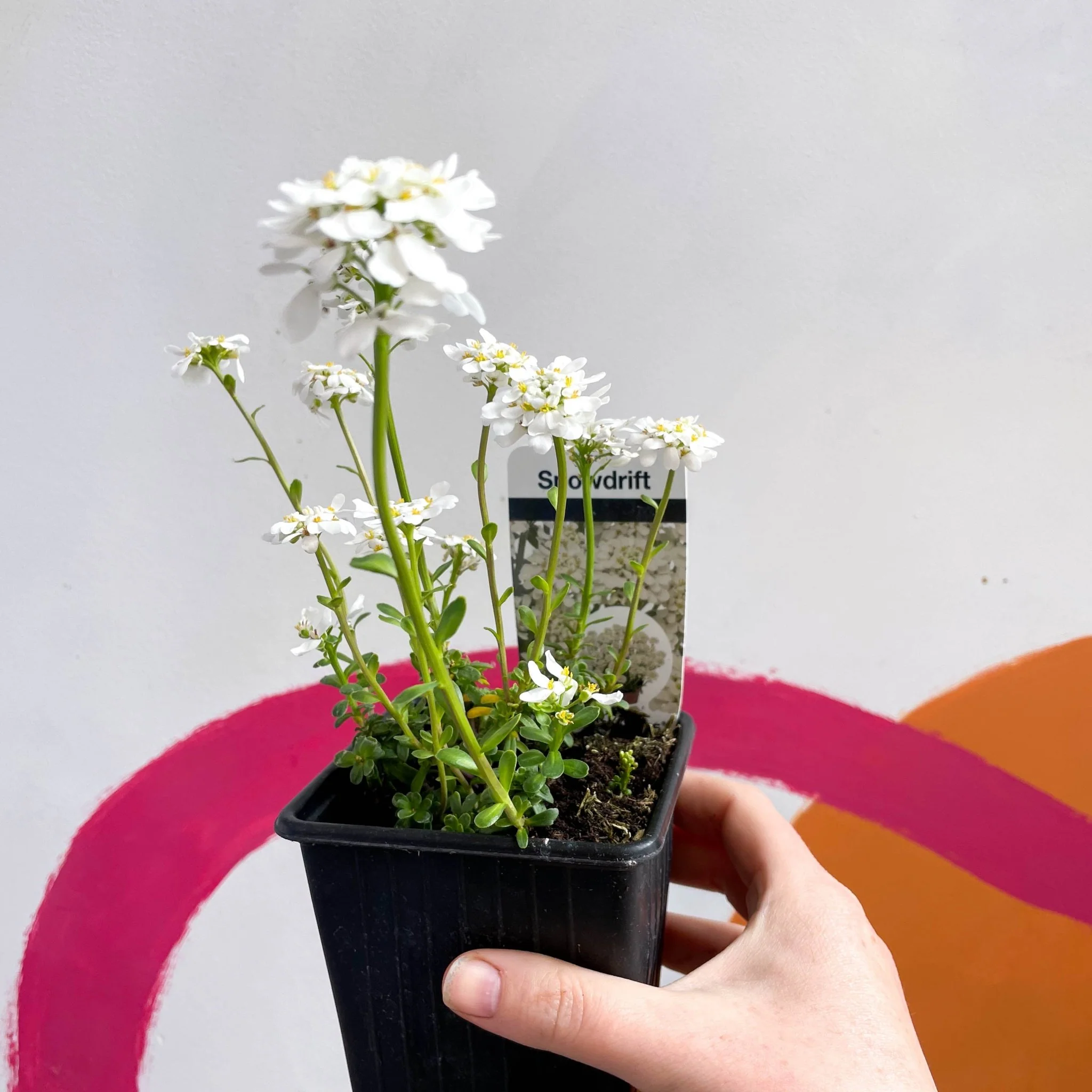 Candytuft - Iberis sempervirens ‘Snowdrift’ - British Grown Evergreen Perennial Alpine - Image 3