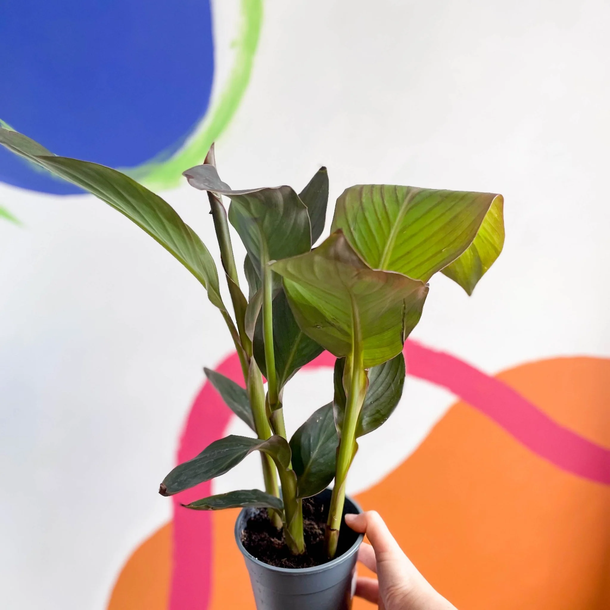 Canna Lily - Canna generalis 'Pacific Beauty' - Image 3