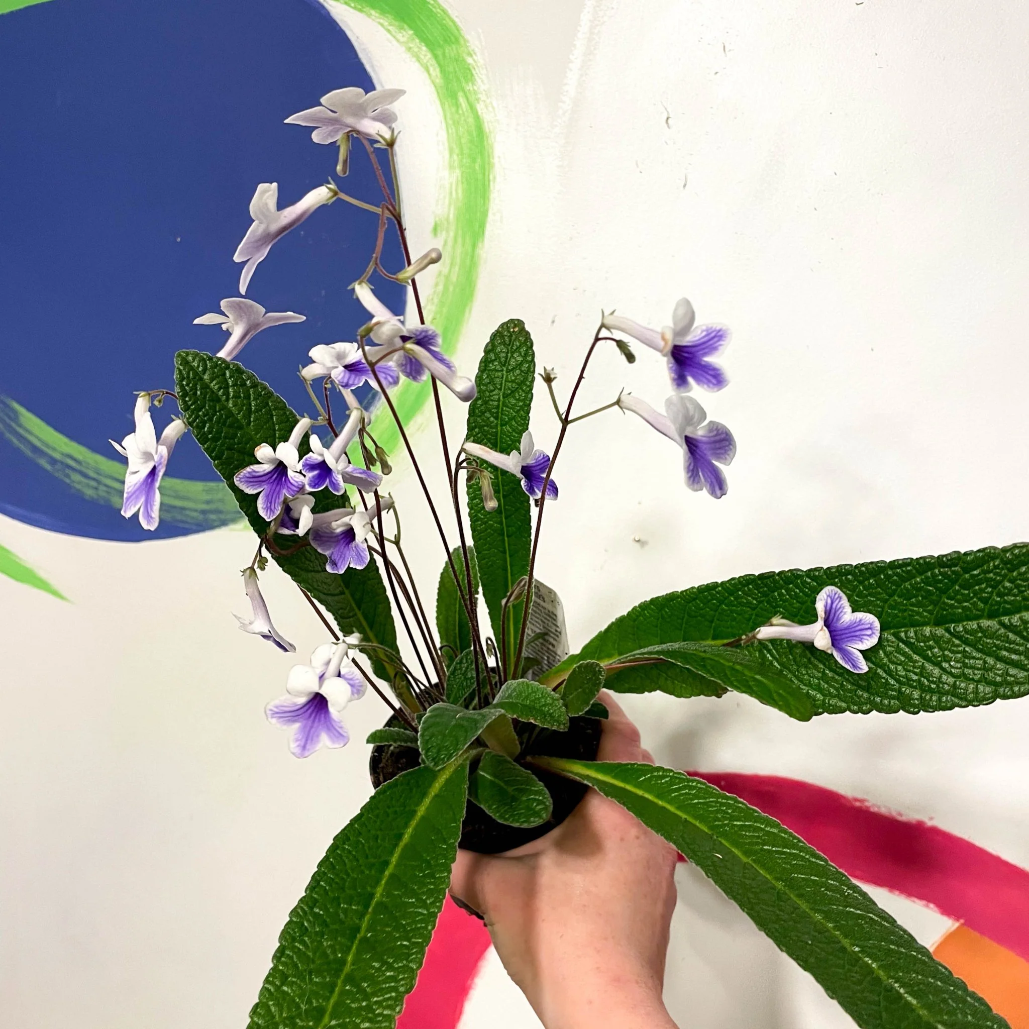 Streptocarpus ionantha 'Crystal Ice' - Welsh Grown