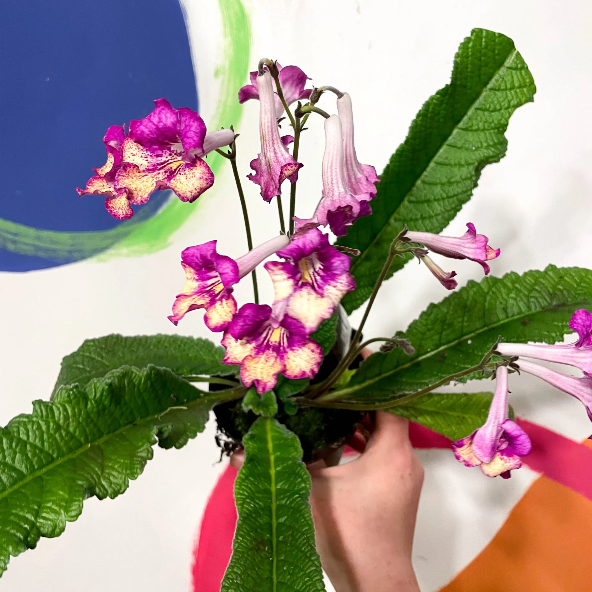 Streptocarpus ionantha 'Gold Rose' - Welsh Grown - Image 2