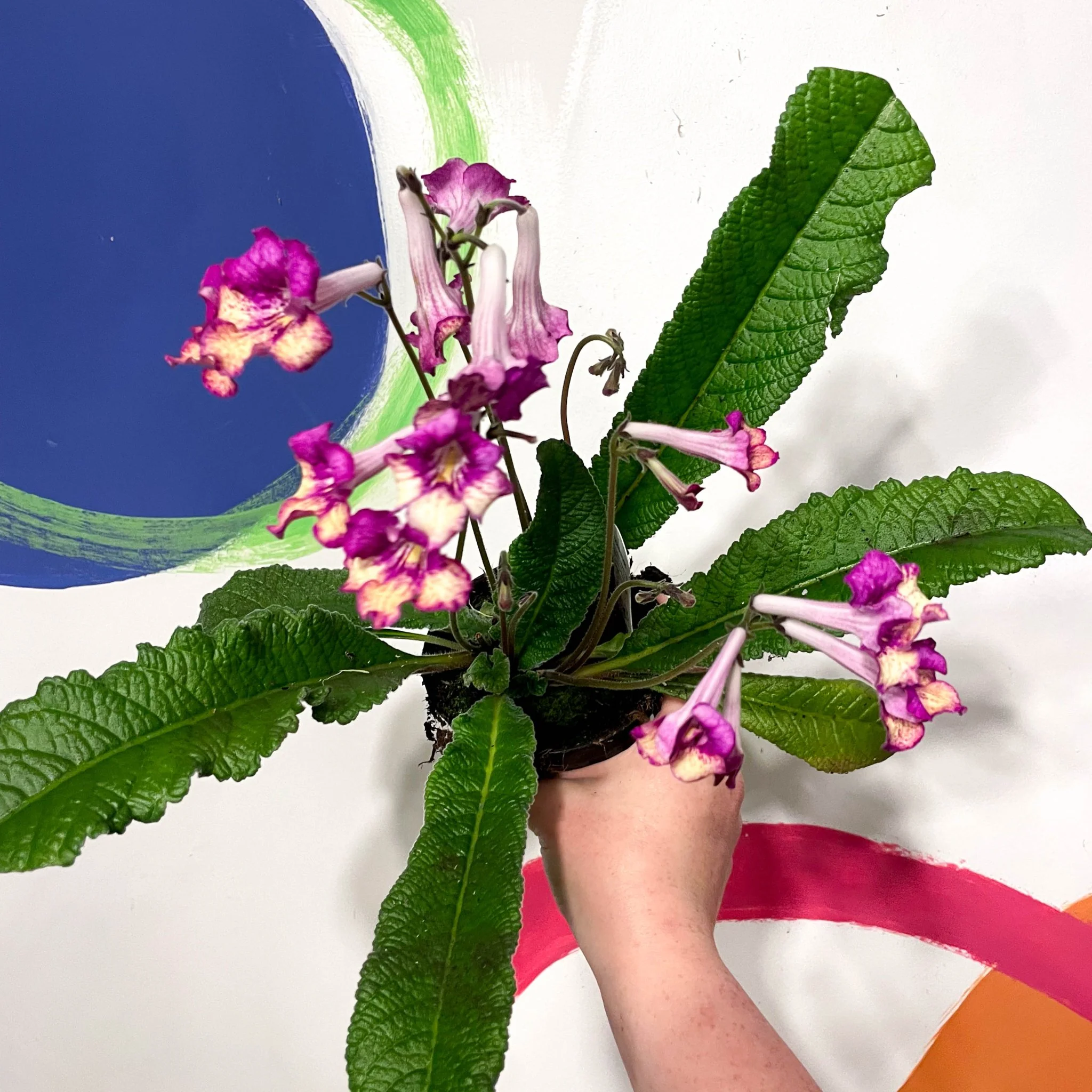 Streptocarpus ionantha 'Gold Rose' - Welsh Grown - Image 3