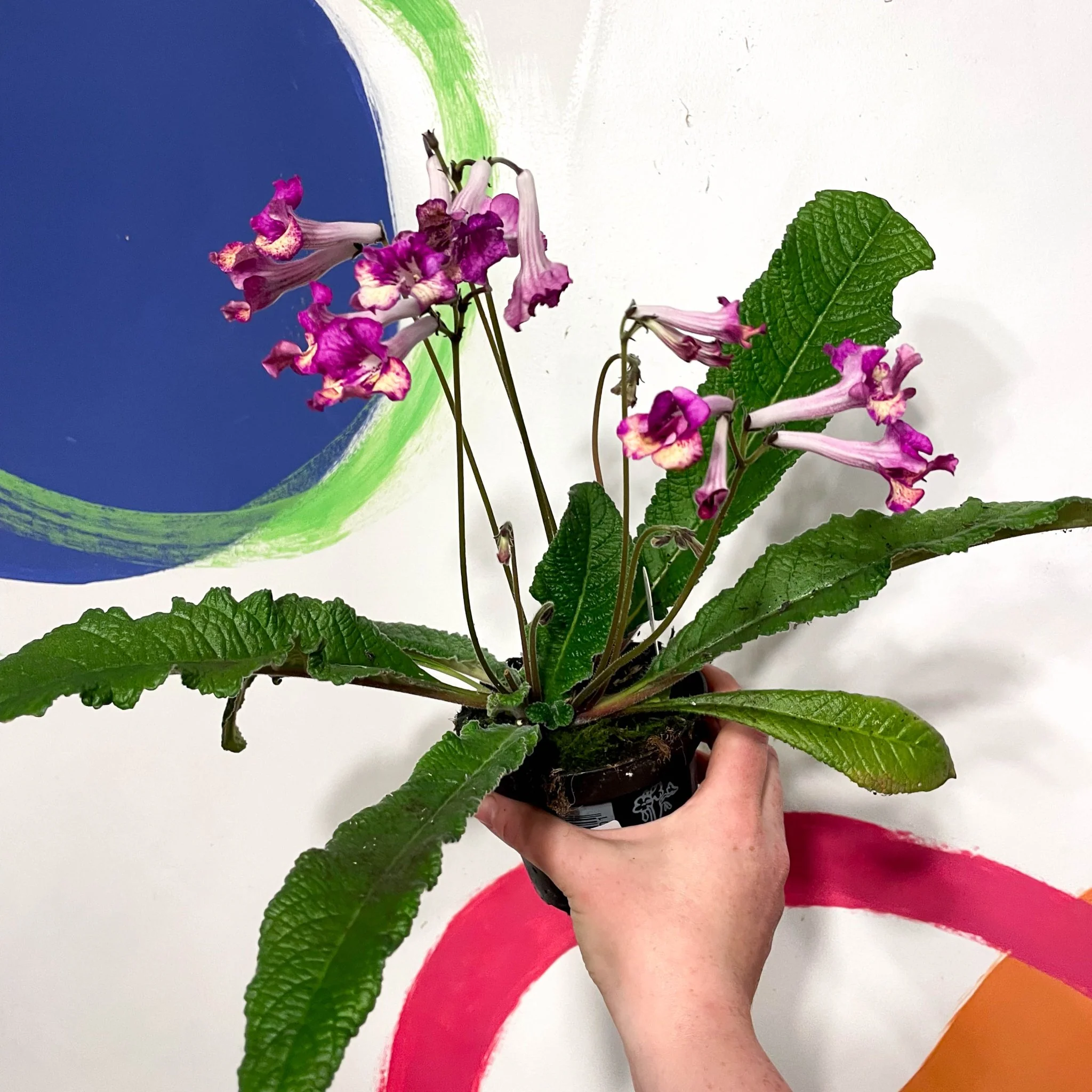 Streptocarpus ionantha 'Gold Rose' - Welsh Grown - Image 4