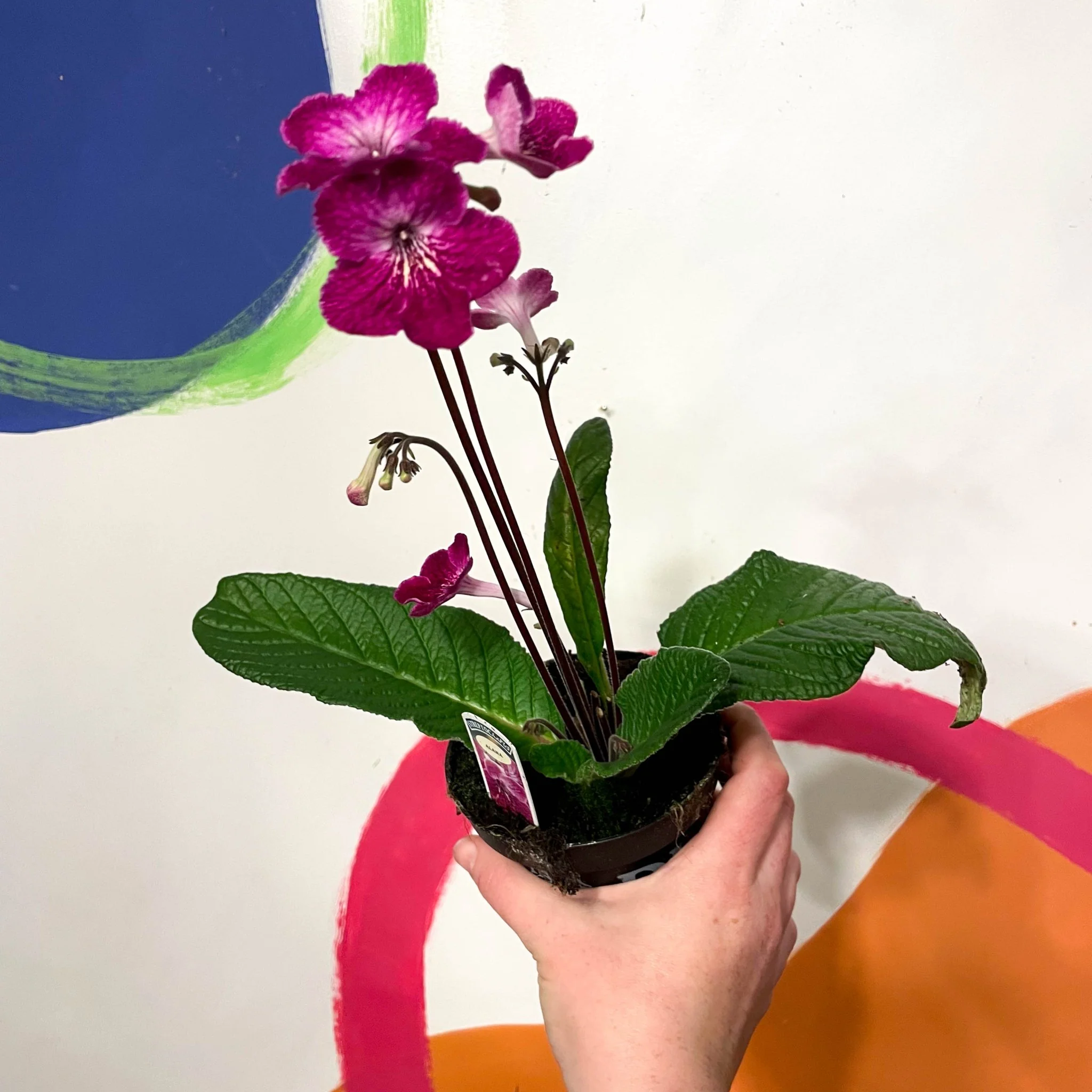 Streptocarpus ionantha 'Alana' - Welsh Grown - Image 3
