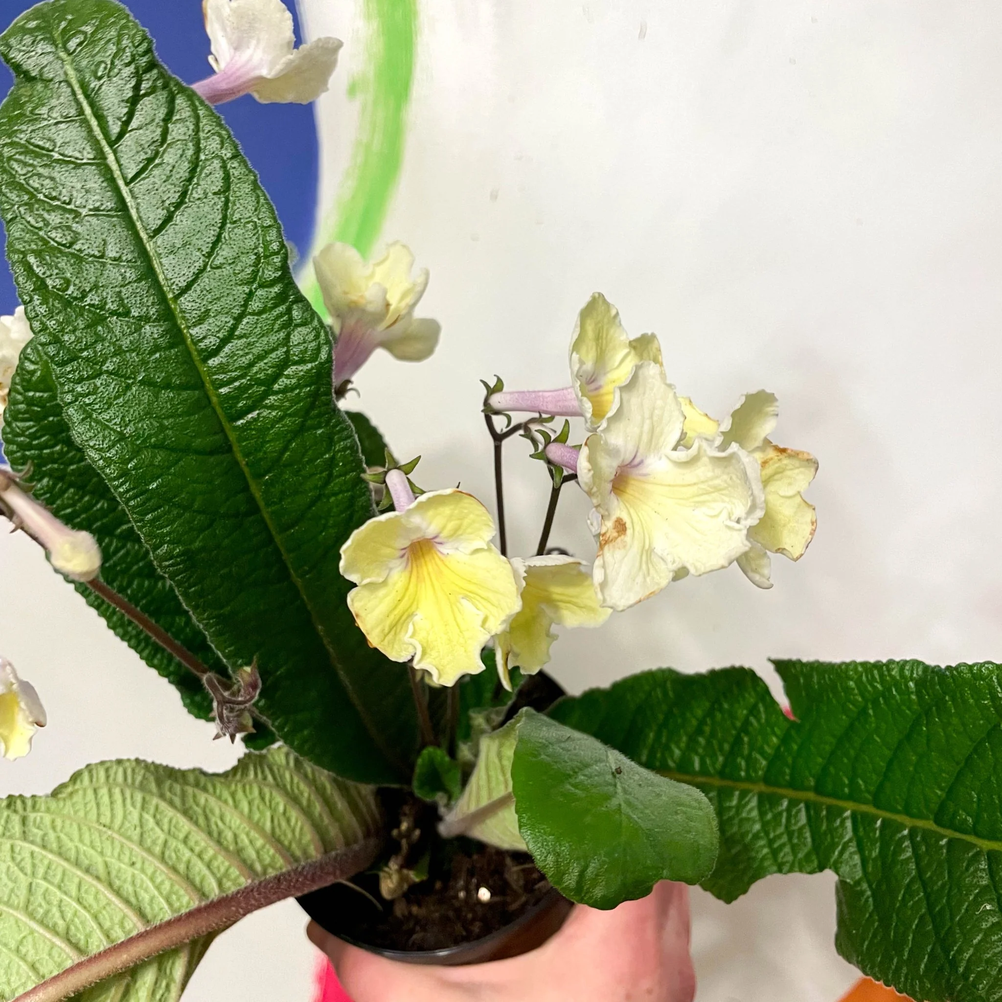Streptocarpus ionantha 'Alissa' - Welsh Grown - Image 3