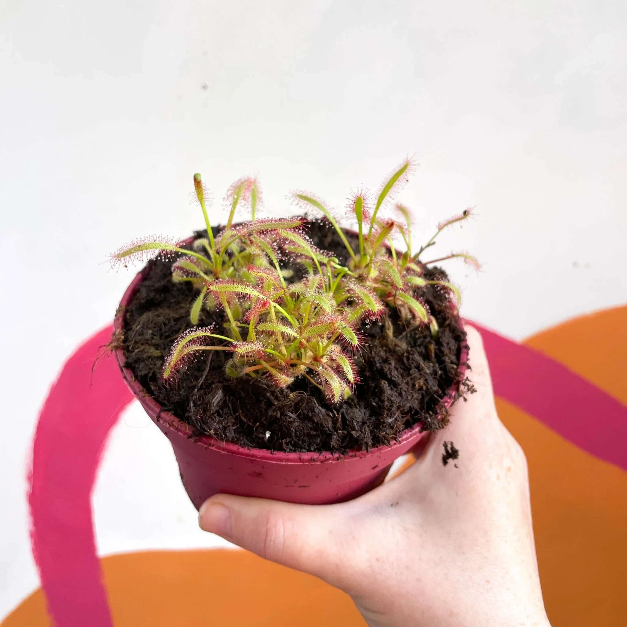 Cape Sundew (Wide Leaf Red) - Drosera capensis