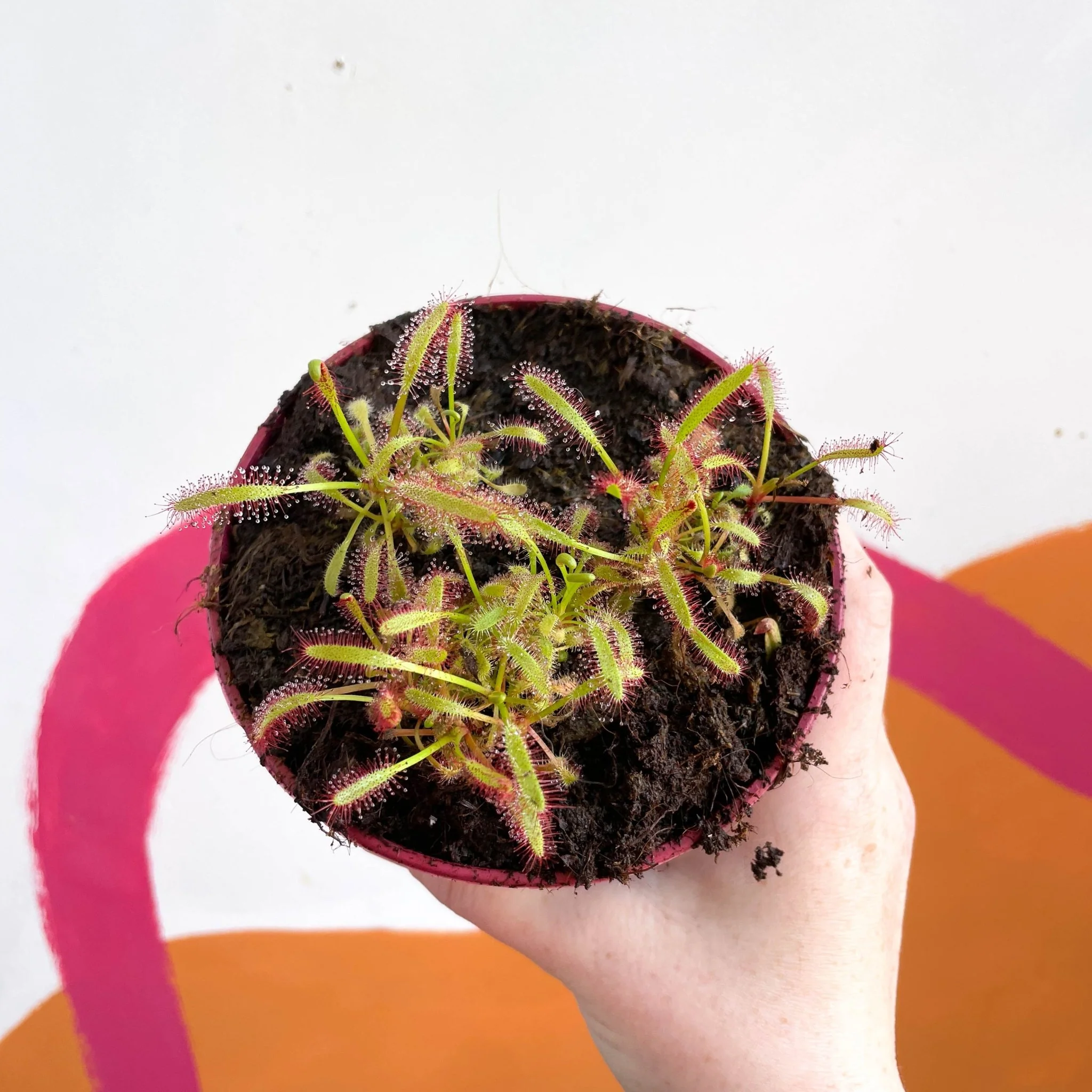 Cape Sundew (Wide Leaf Red) - Drosera capensis - Image 2