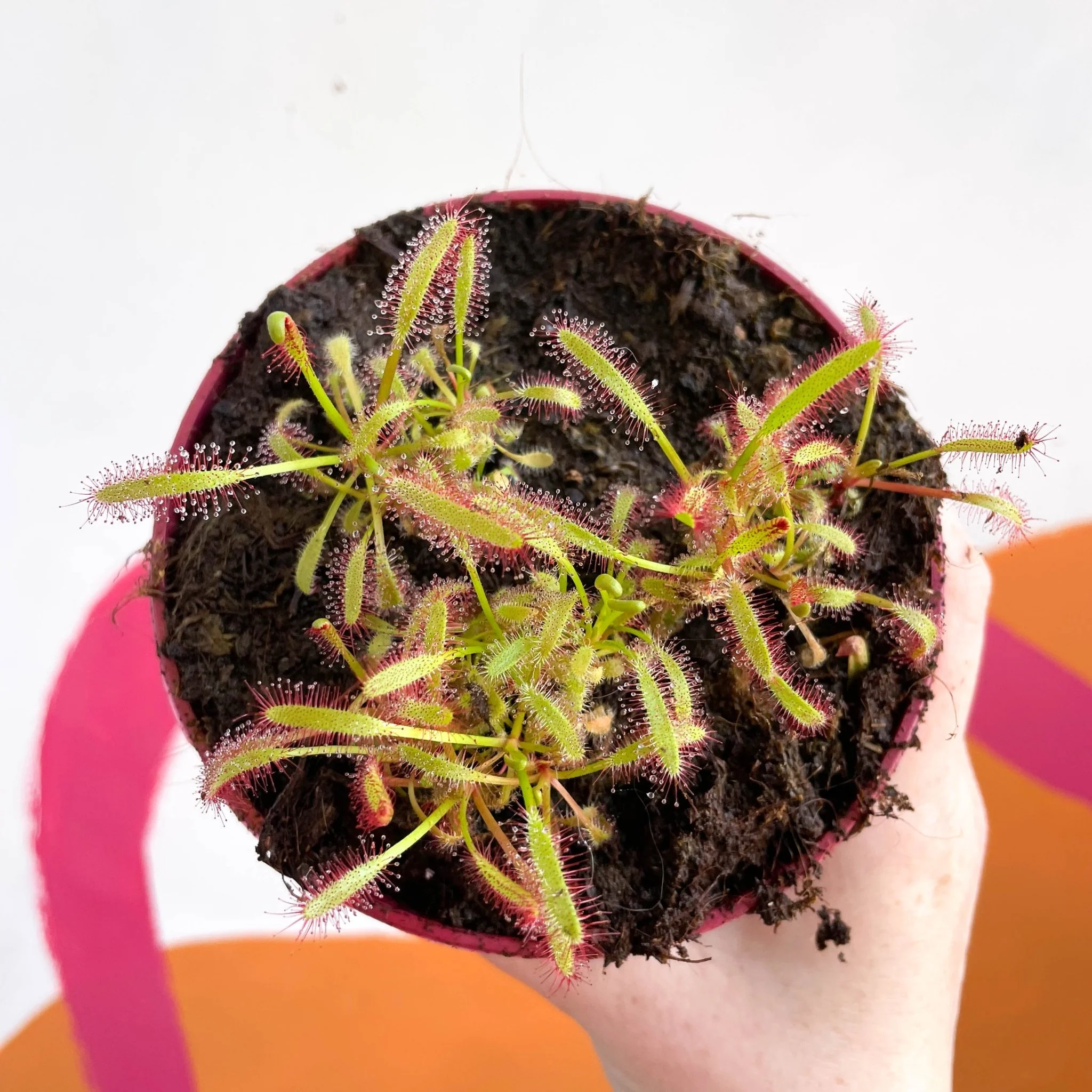 Cape Sundew (Wide Leaf Red) - Drosera capensis - Image 3
