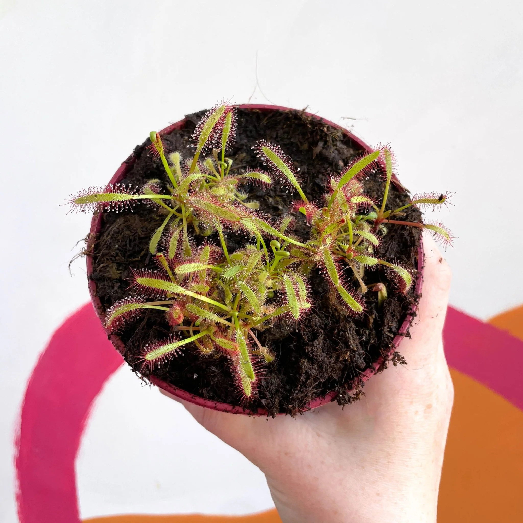 Cape Sundew (Wide Leaf Red) - Drosera capensis - Image 4