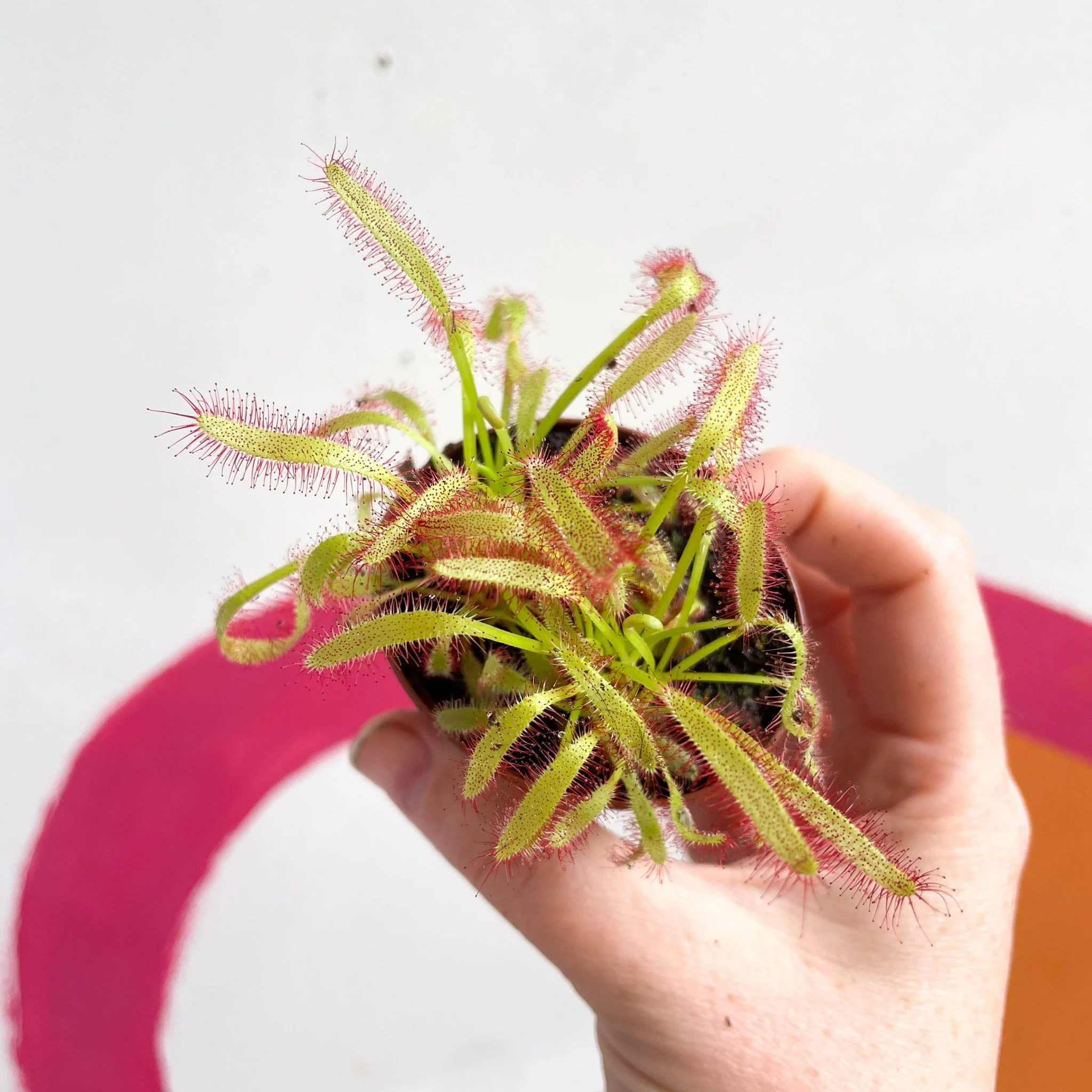 Cape Sundew (Wide Leaf Red) - Drosera capensis - Image 5