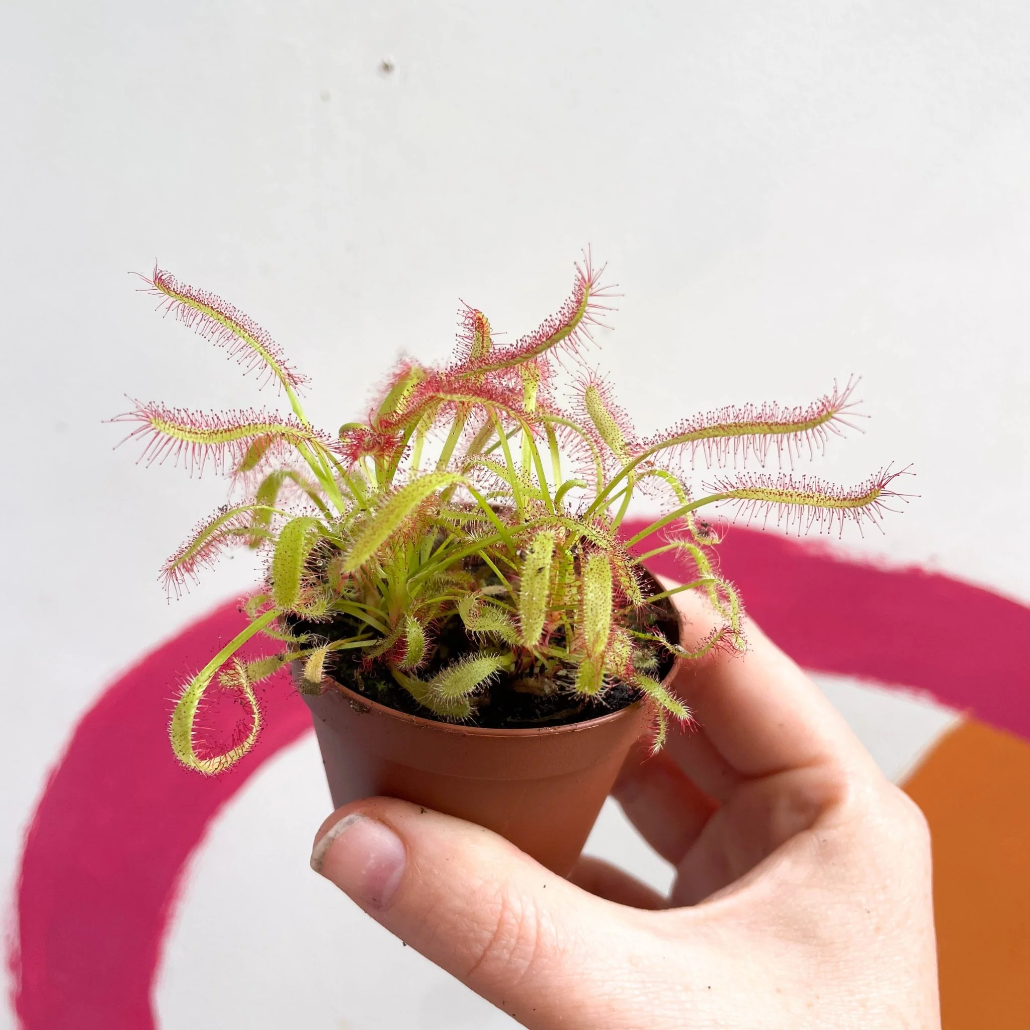Cape Sundew (Wide Leaf Red) - Drosera capensis - Image 6