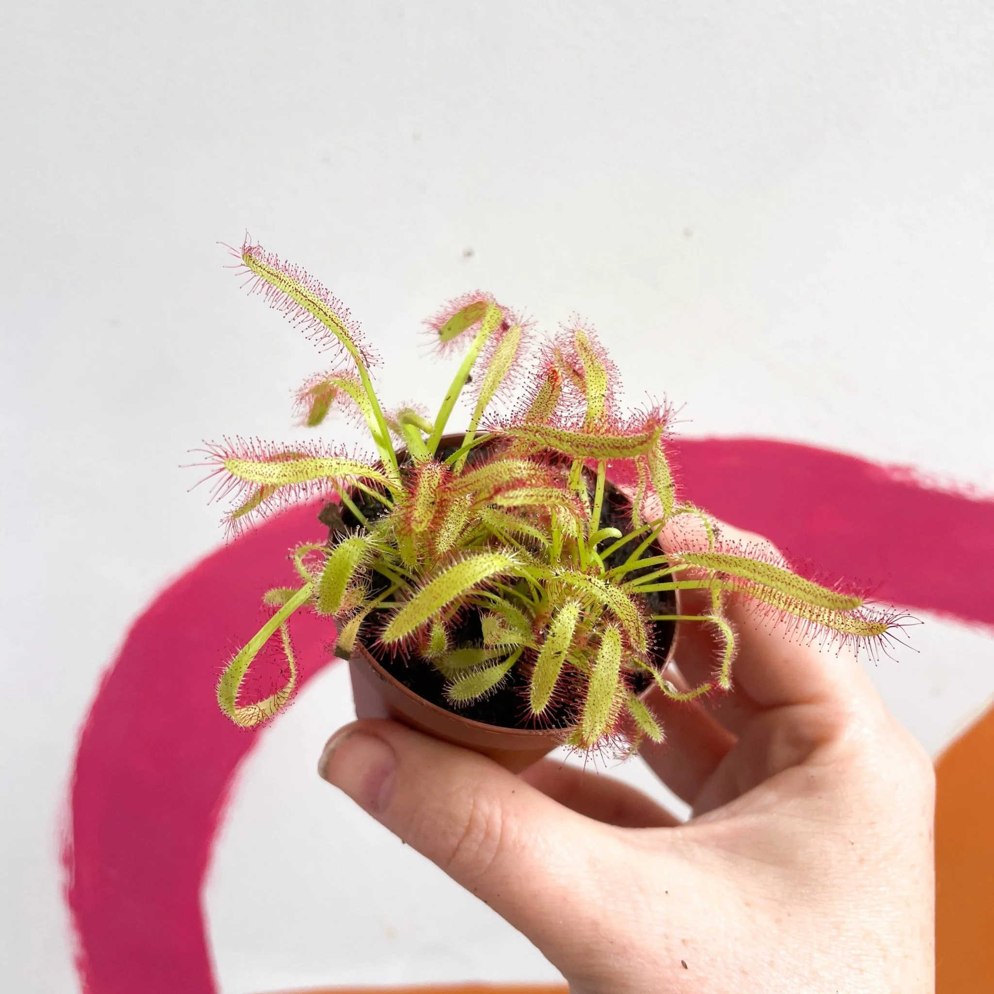 Cape Sundew (Wide Leaf Red) - Drosera capensis - Image 7