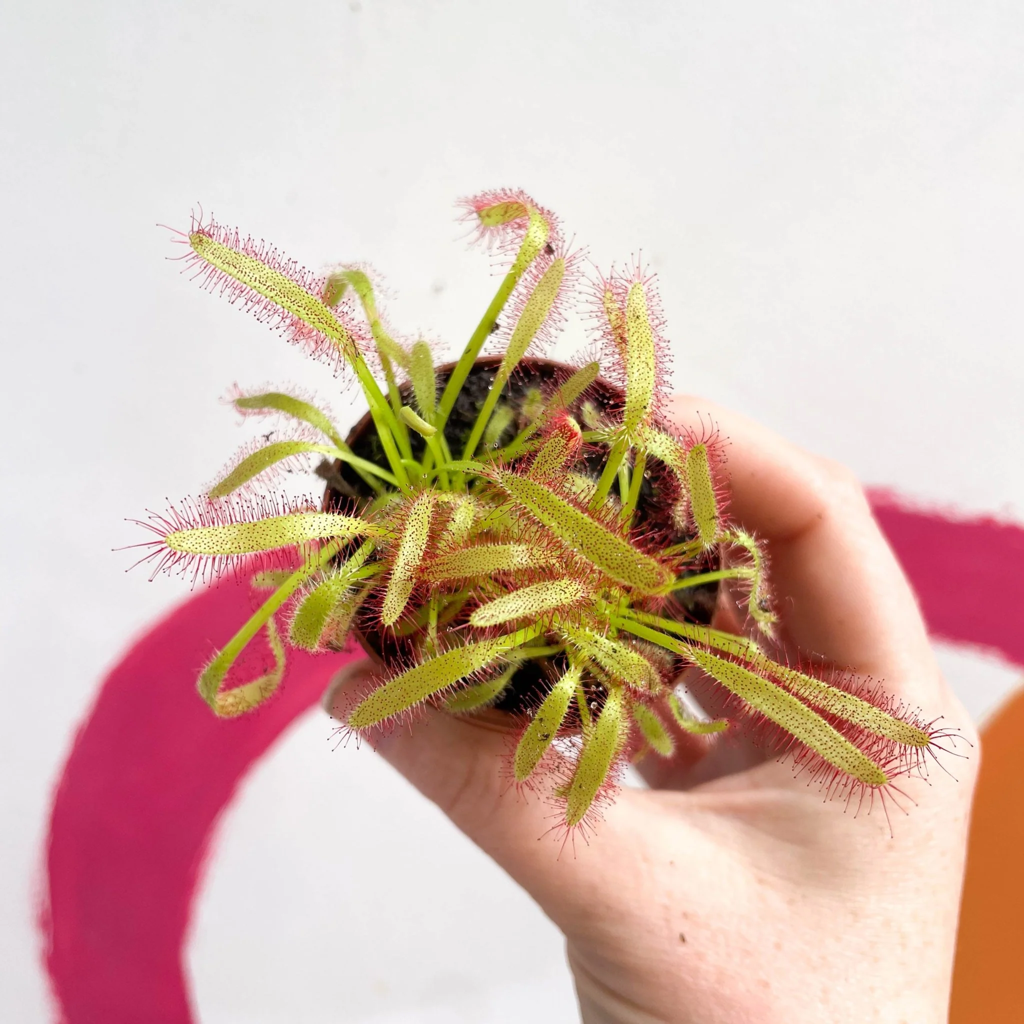 Cape Sundew (Wide Leaf Red) - Drosera capensis - Image 8