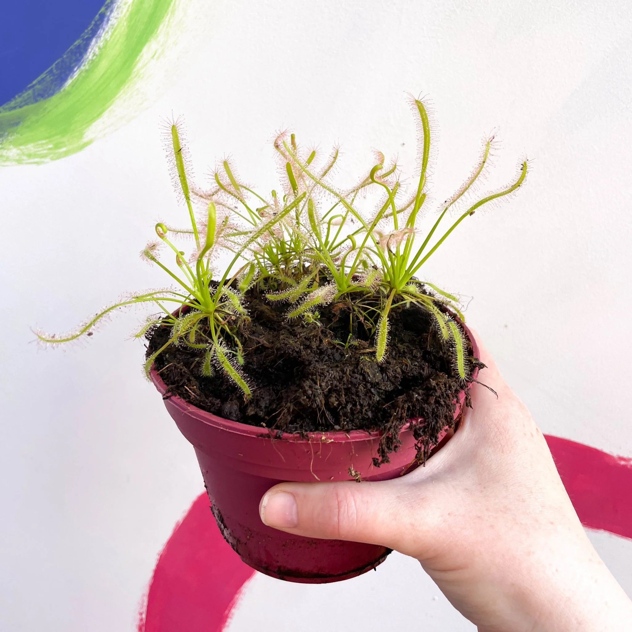 Drosera capensis 'Alba' -  Cape Sundew