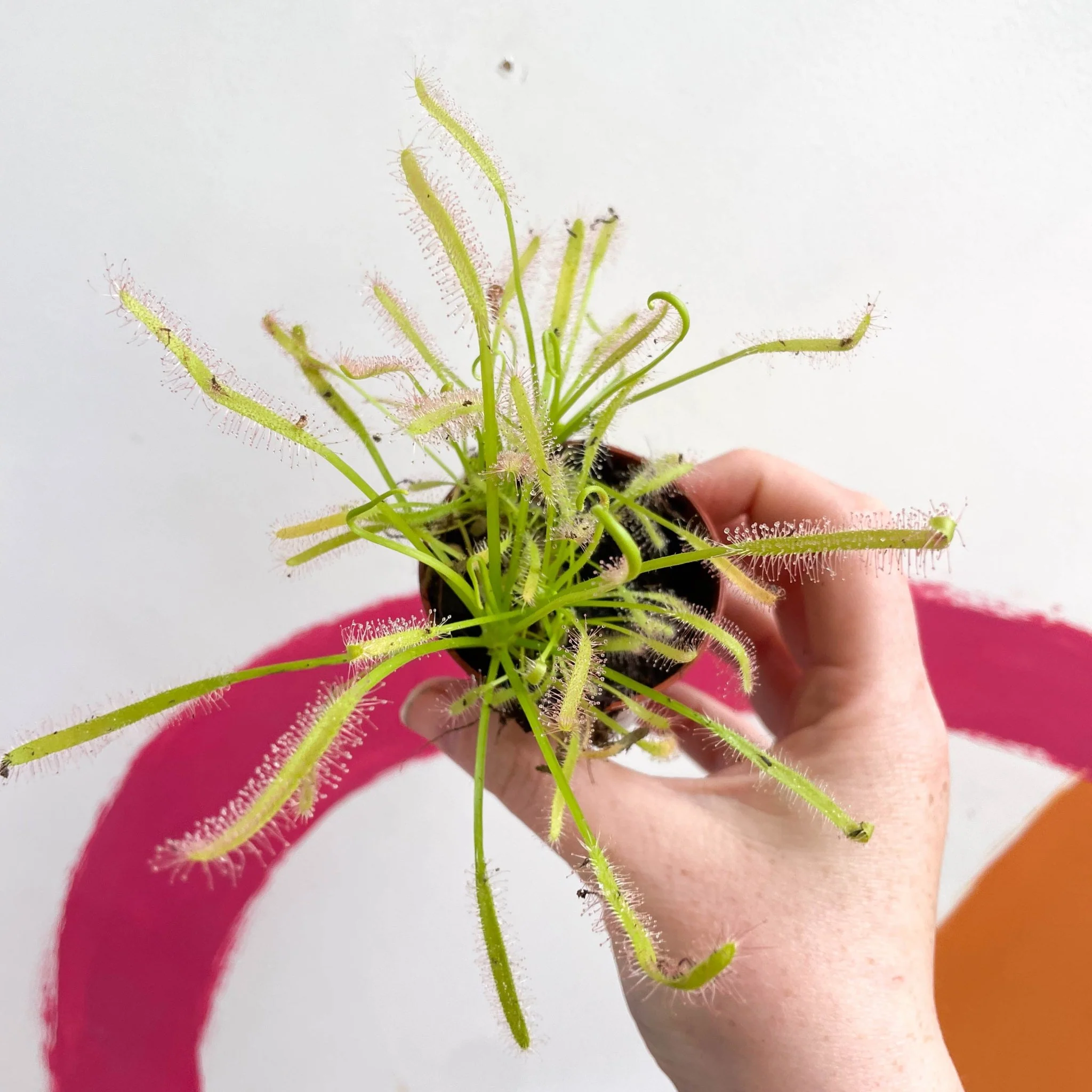 Drosera capensis 'Alba' -  Cape Sundew - Image 10