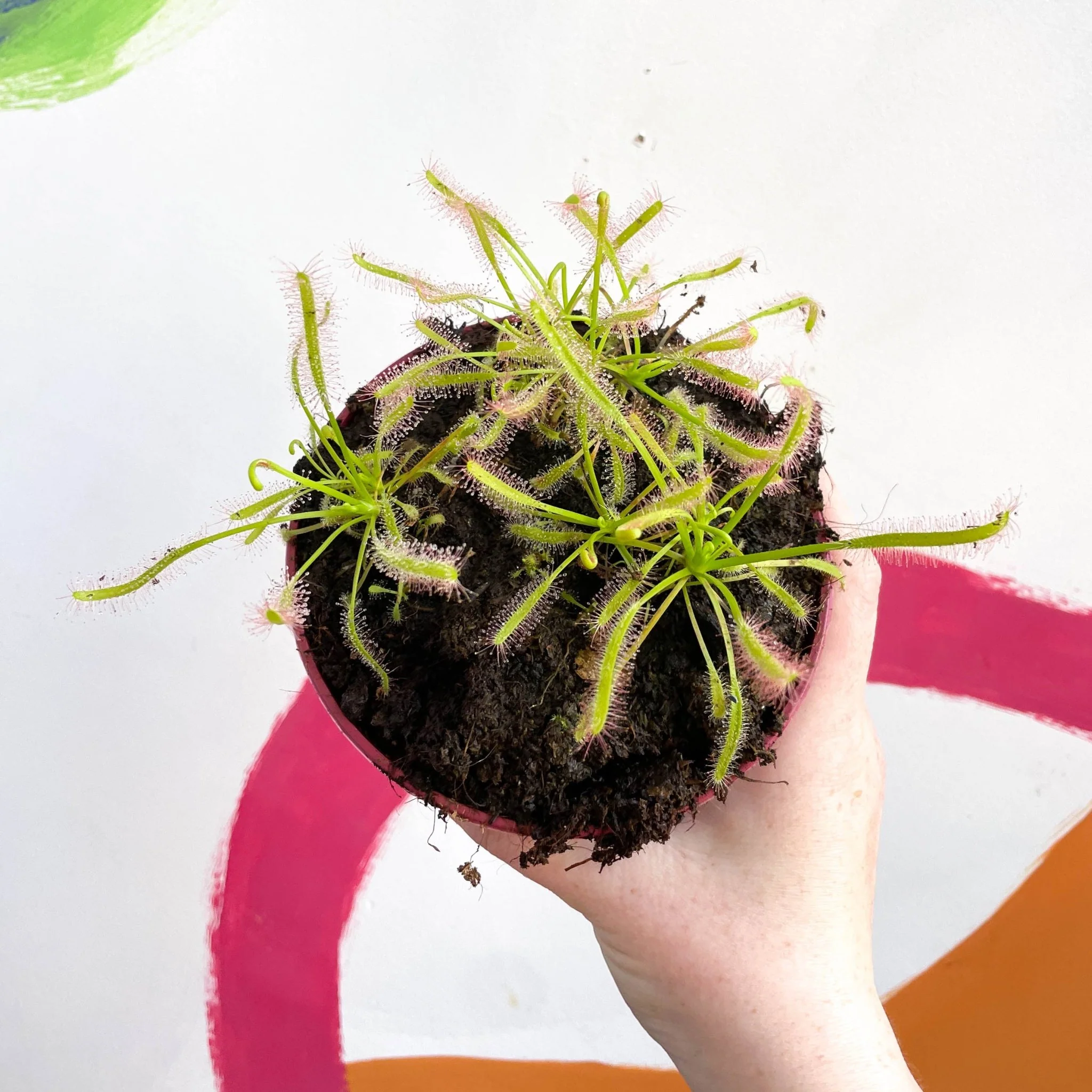 Drosera capensis 'Alba' -  Cape Sundew - Image 2