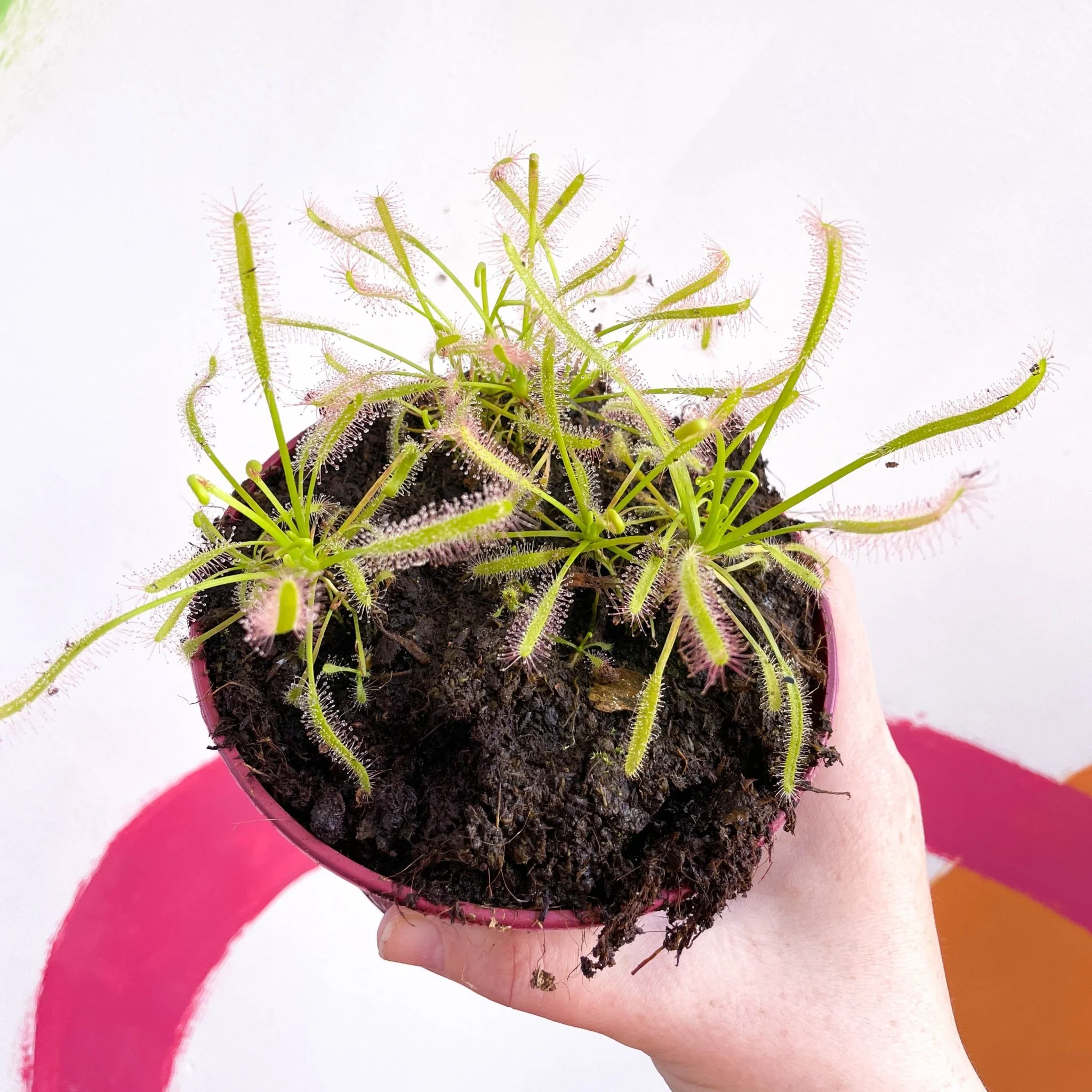 Drosera capensis 'Alba' -  Cape Sundew - Image 3