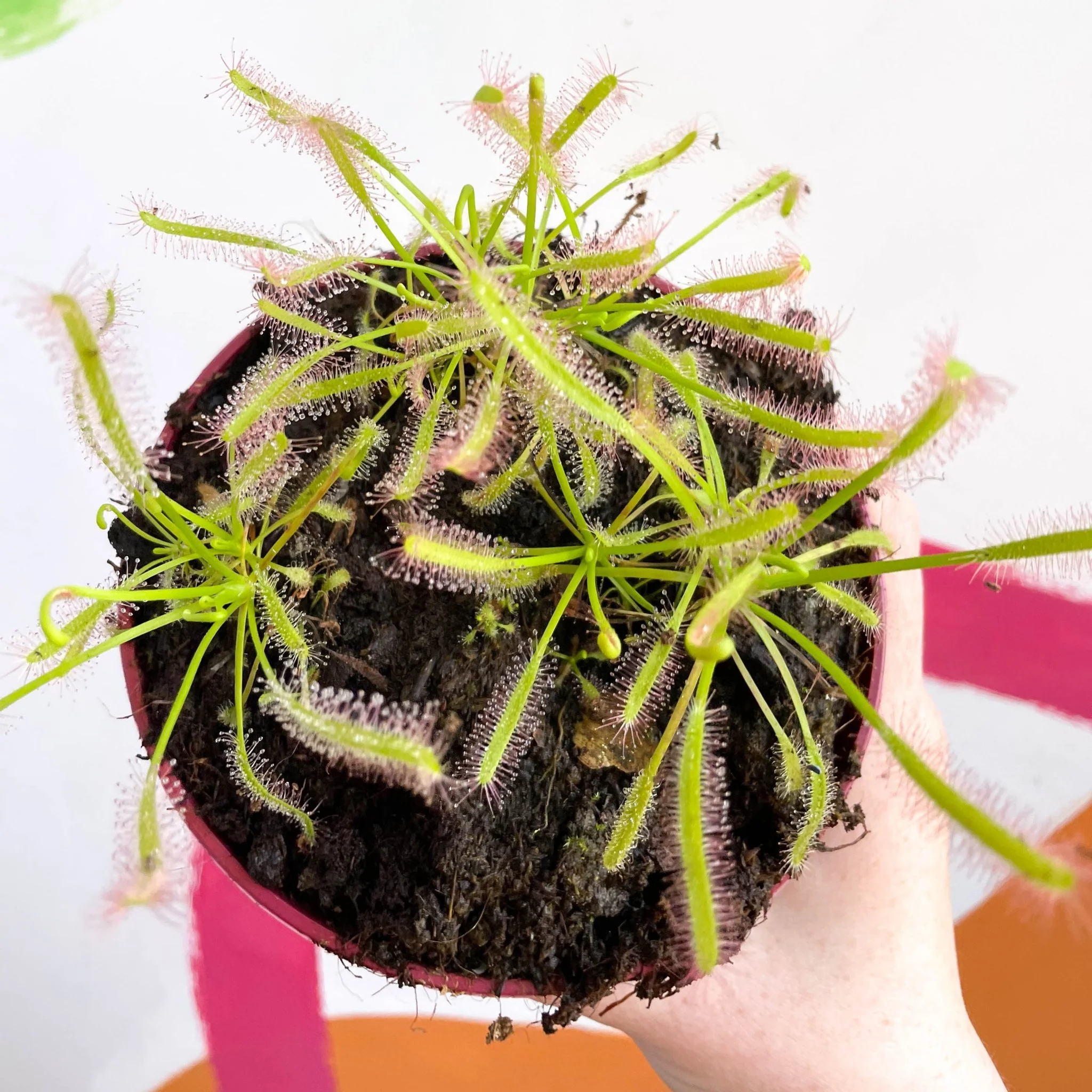 Drosera capensis 'Alba' -  Cape Sundew - Image 4