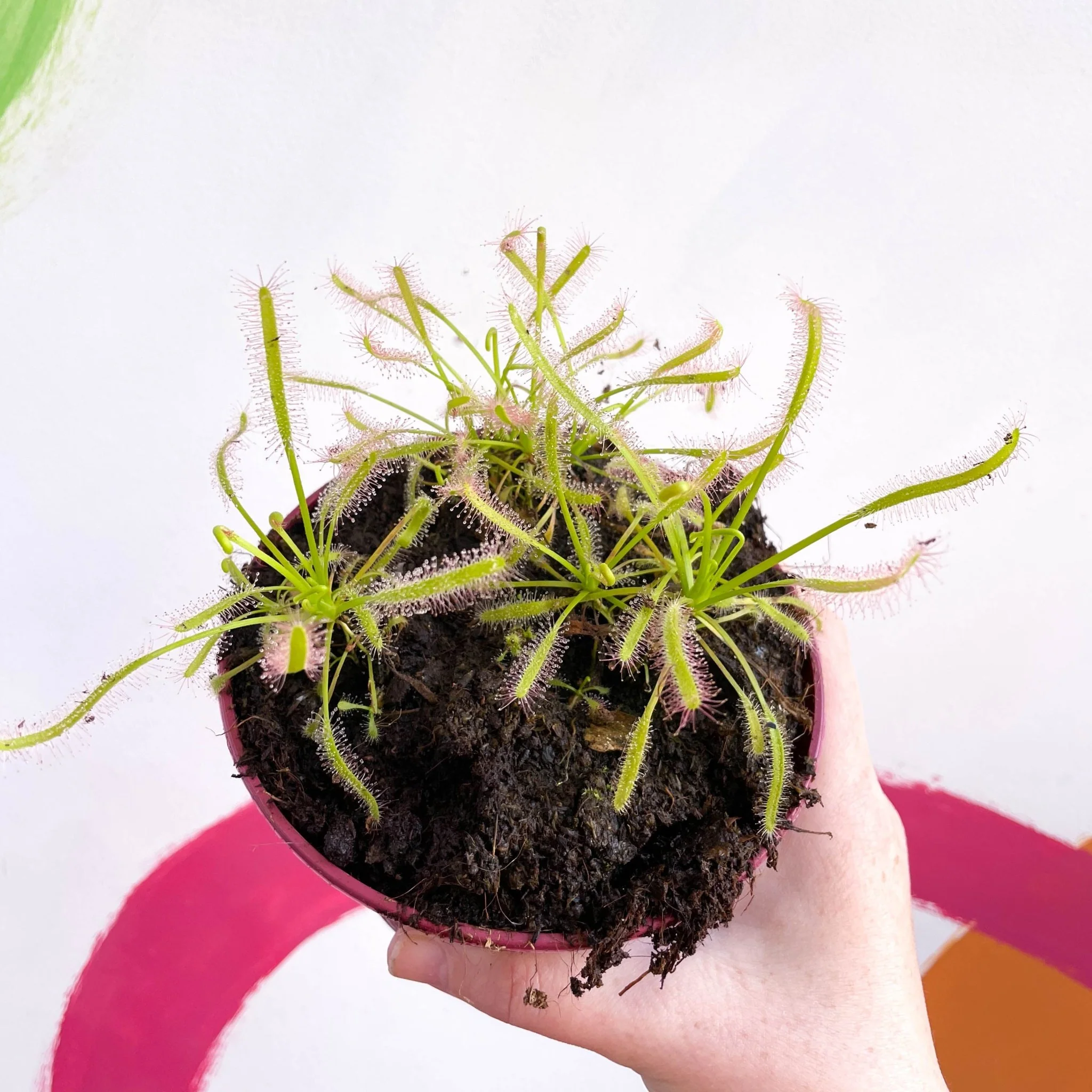 Drosera capensis 'Alba' -  Cape Sundew - Image 5