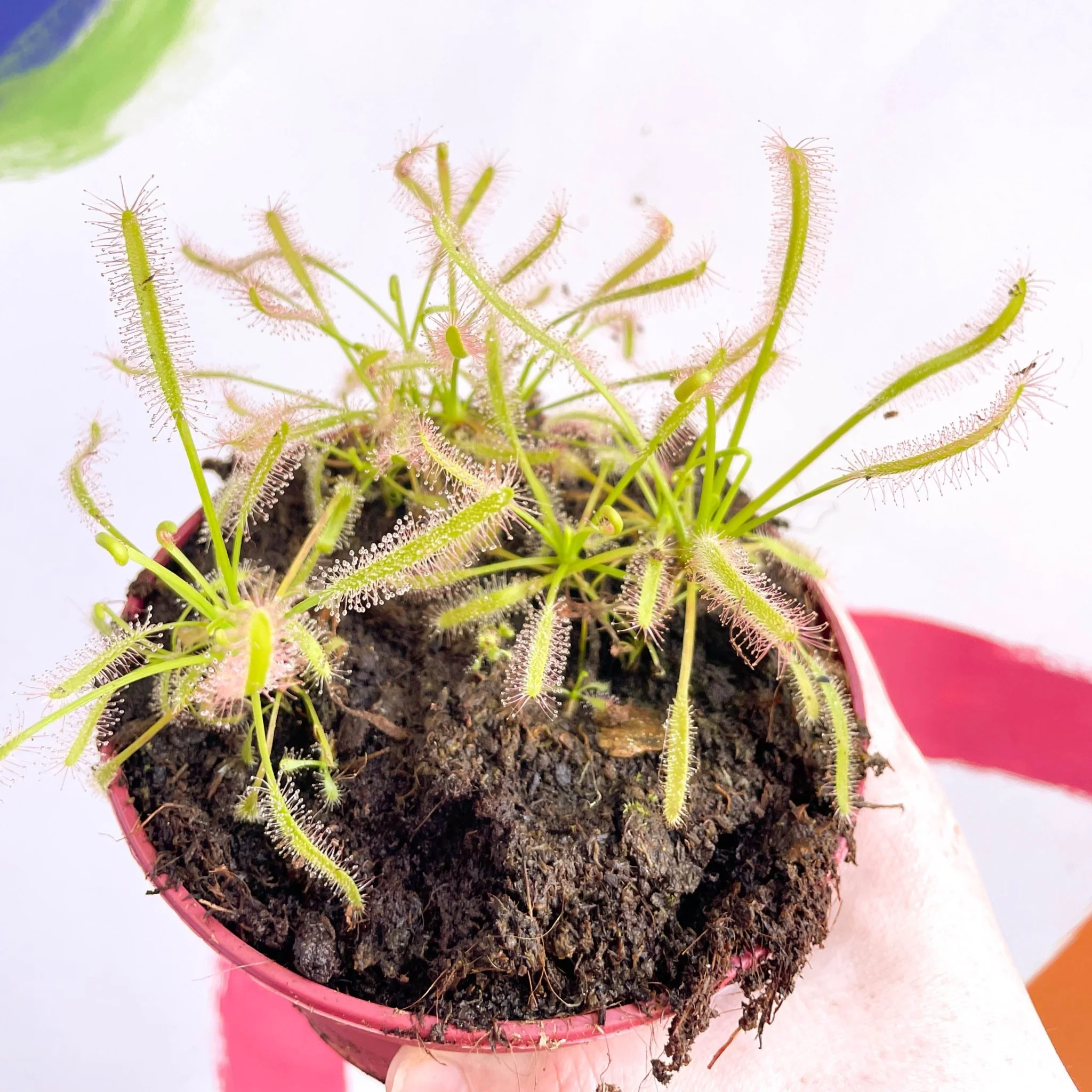 Drosera capensis 'Alba' -  Cape Sundew - Image 6