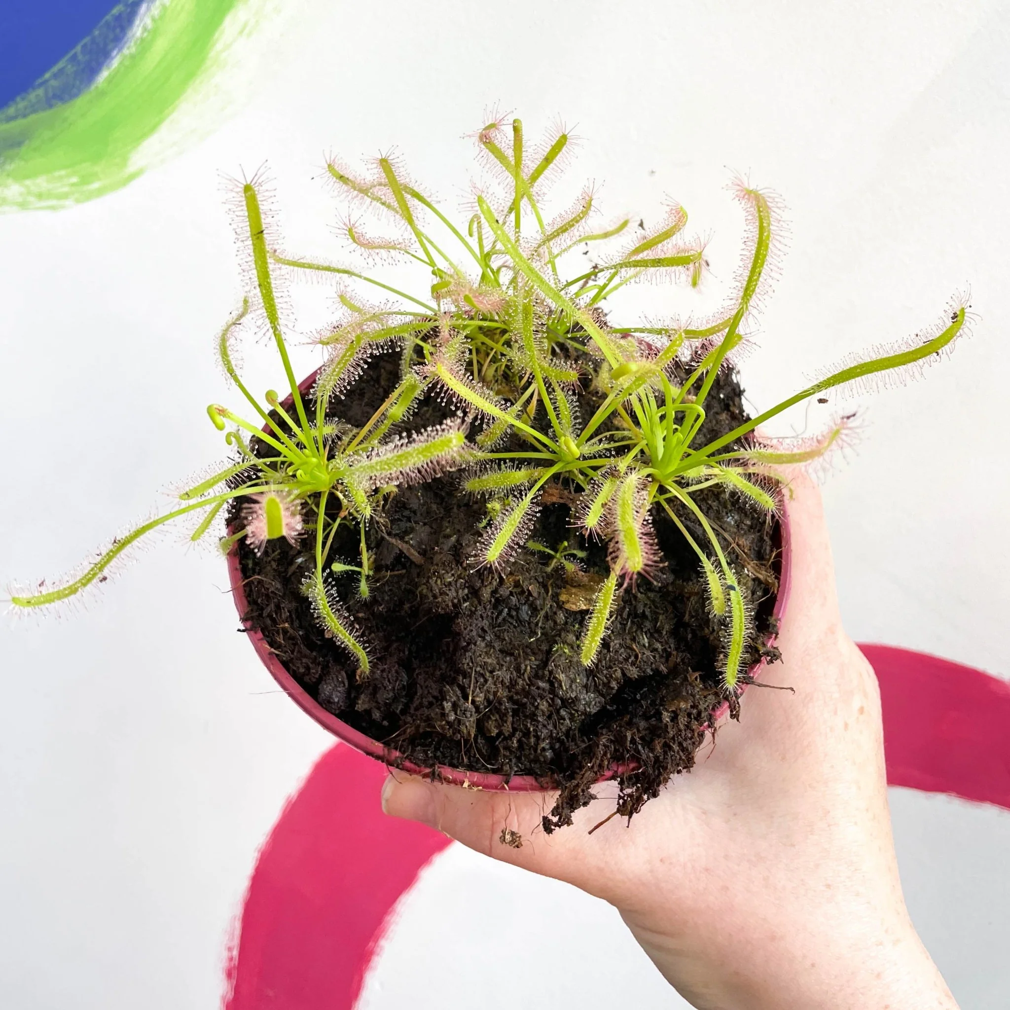 Drosera capensis 'Alba' -  Cape Sundew - Image 7