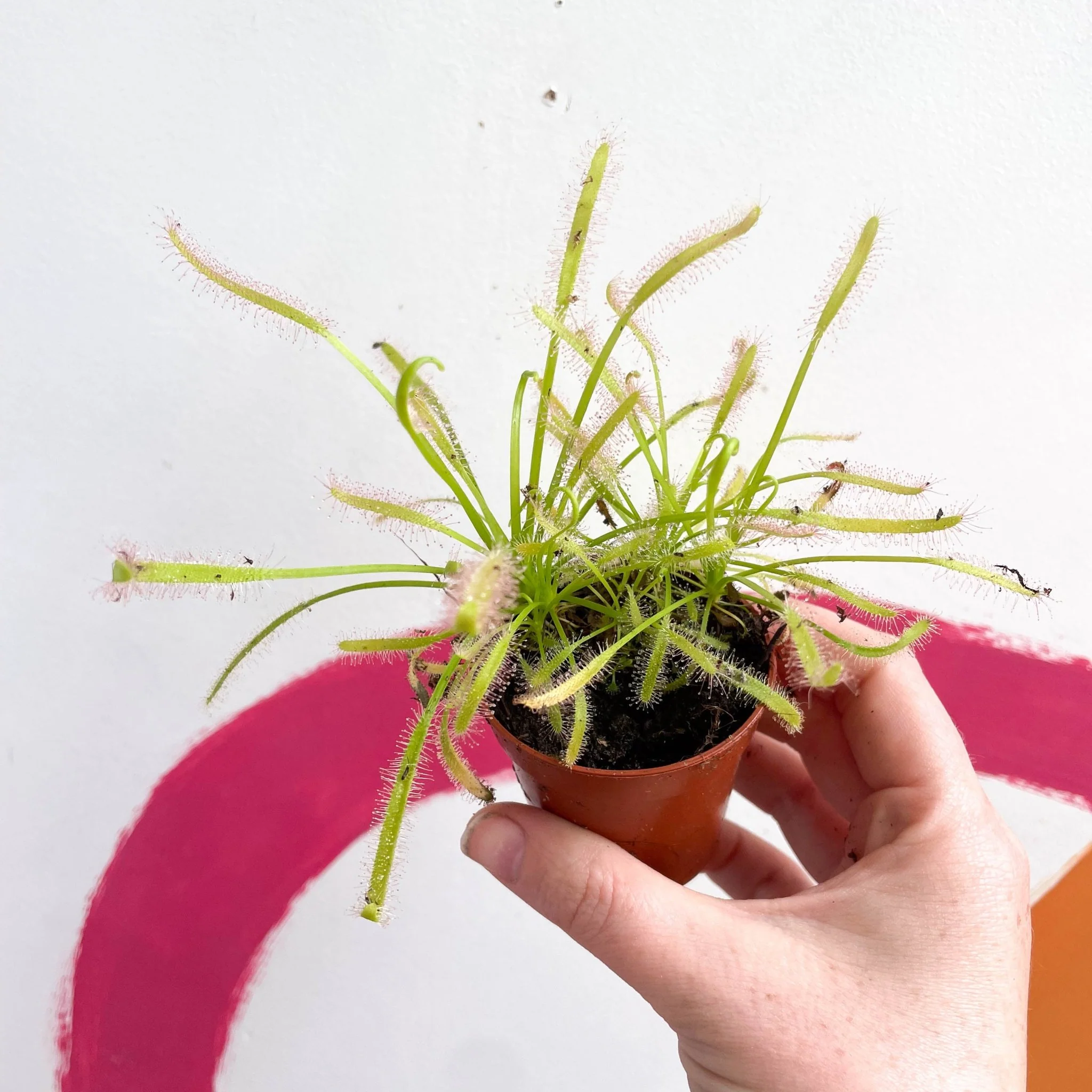 Drosera capensis 'Alba' -  Cape Sundew - Image 8
