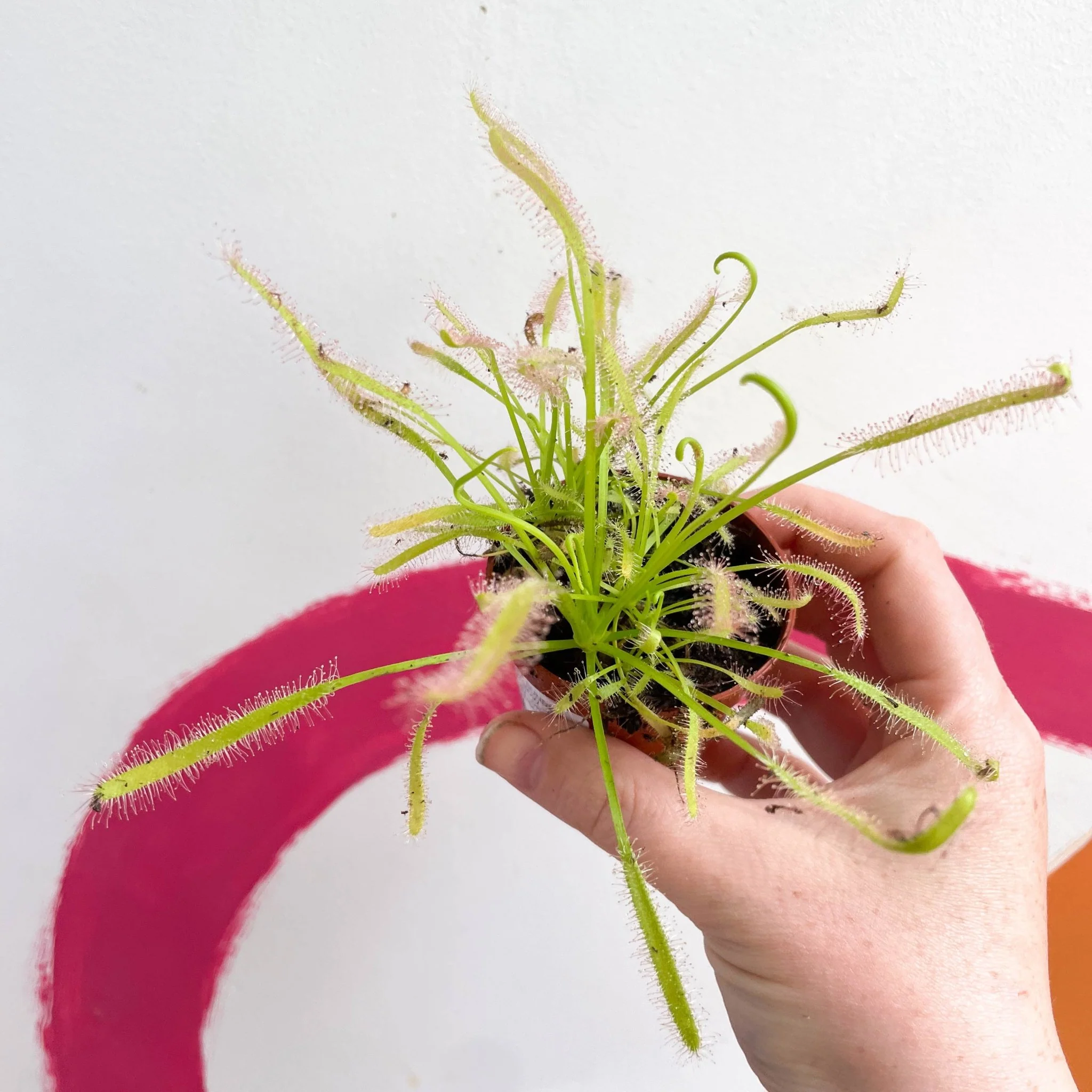 Drosera capensis 'Alba' -  Cape Sundew - Image 9