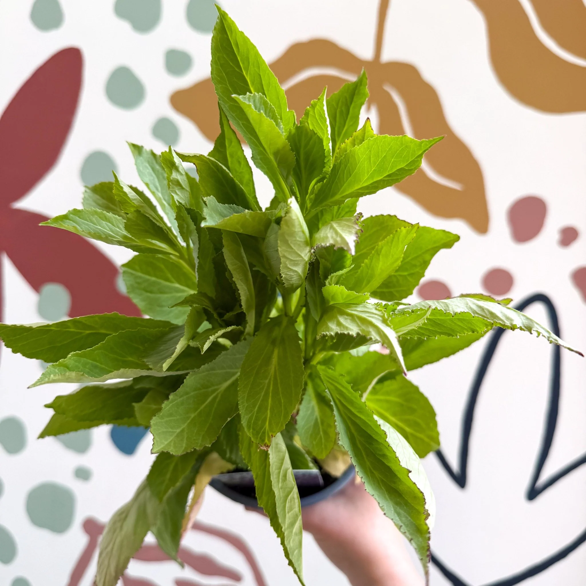 Cardinal Flower - Lobelia 'Starship Blue' - British Grown Perennial - Image 10