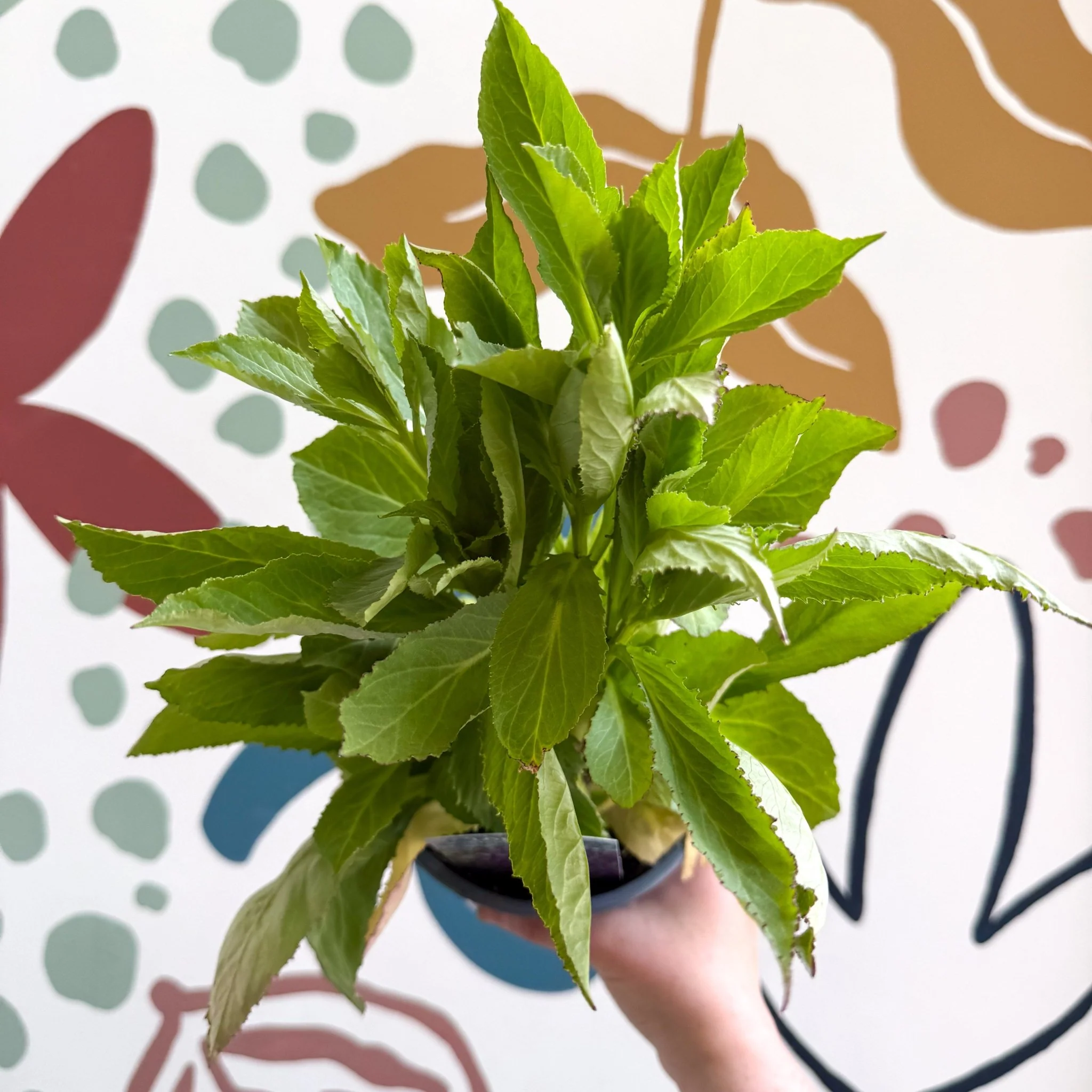 Cardinal Flower - Lobelia 'Starship Blue' - British Grown Perennial - Image 11