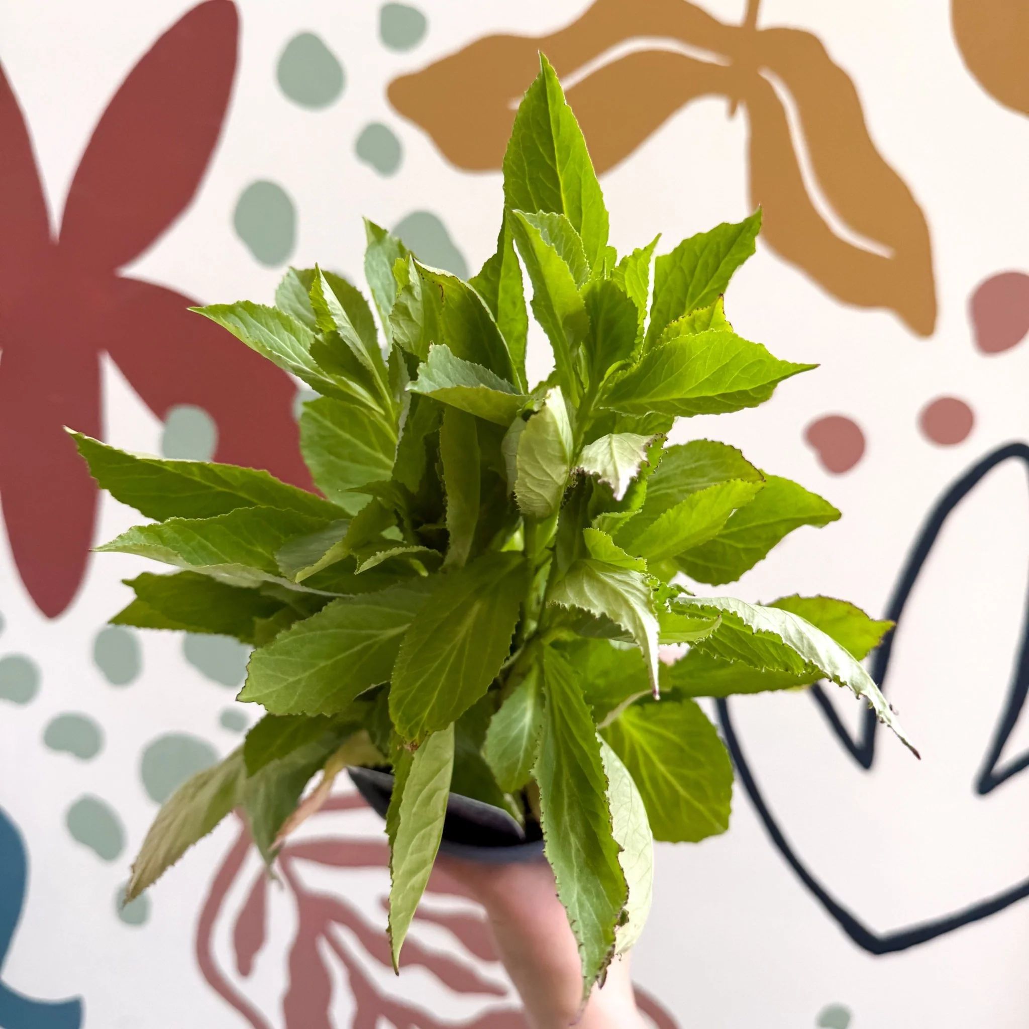Cardinal Flower - Lobelia 'Starship Blue' - British Grown Perennial - Image 2