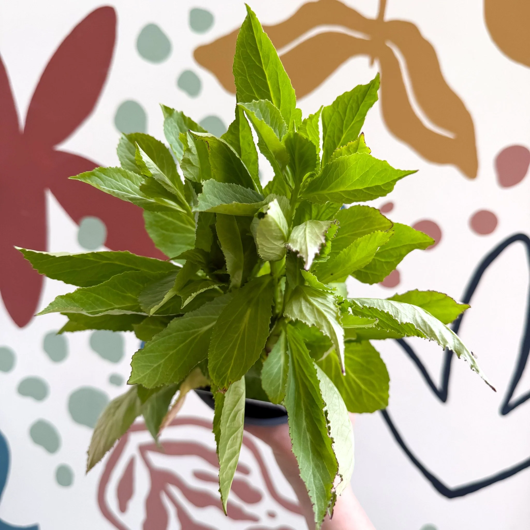 Cardinal Flower - Lobelia 'Starship Blue' - British Grown Perennial - Image 3