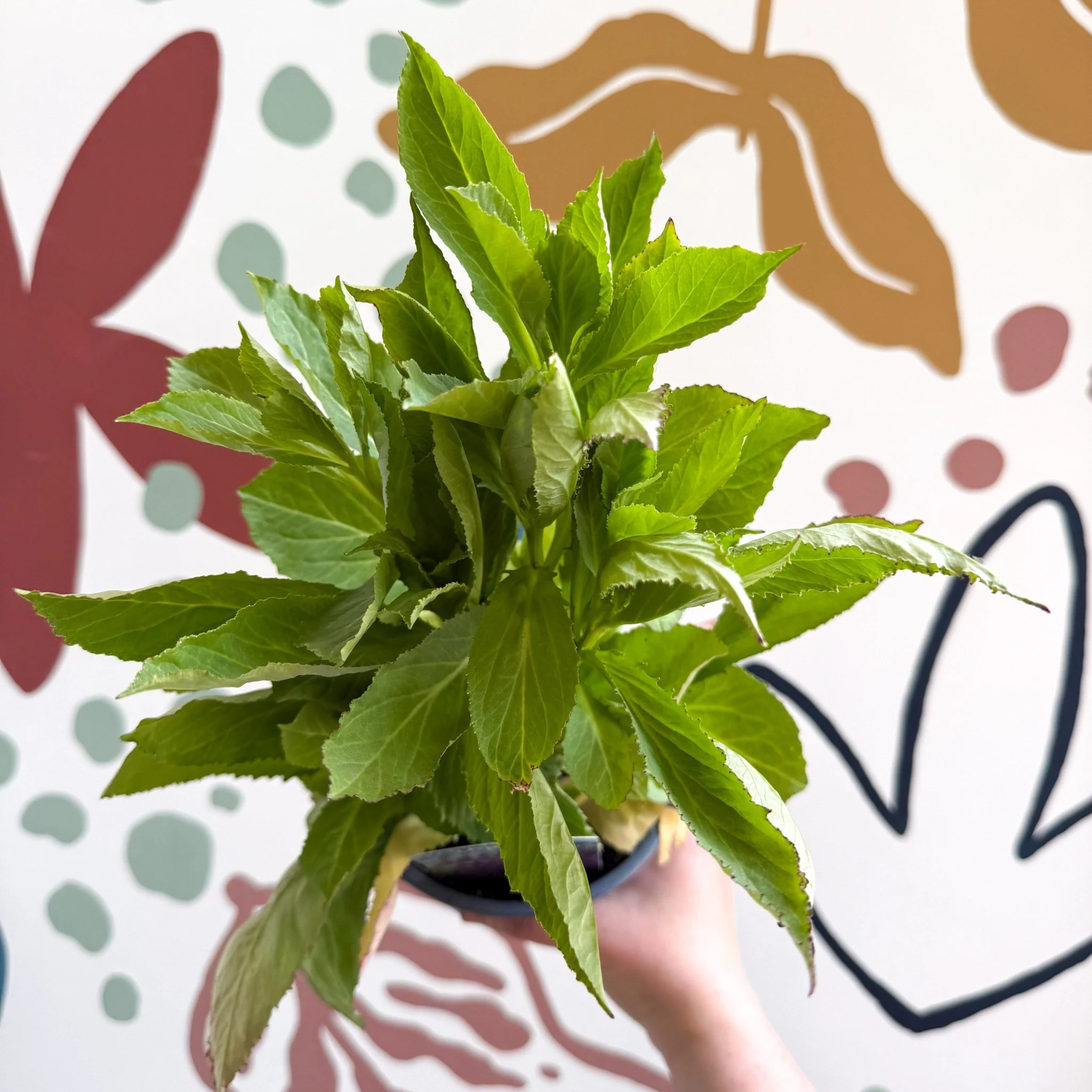 Cardinal Flower - Lobelia 'Starship Blue' - British Grown Perennial - Image 4