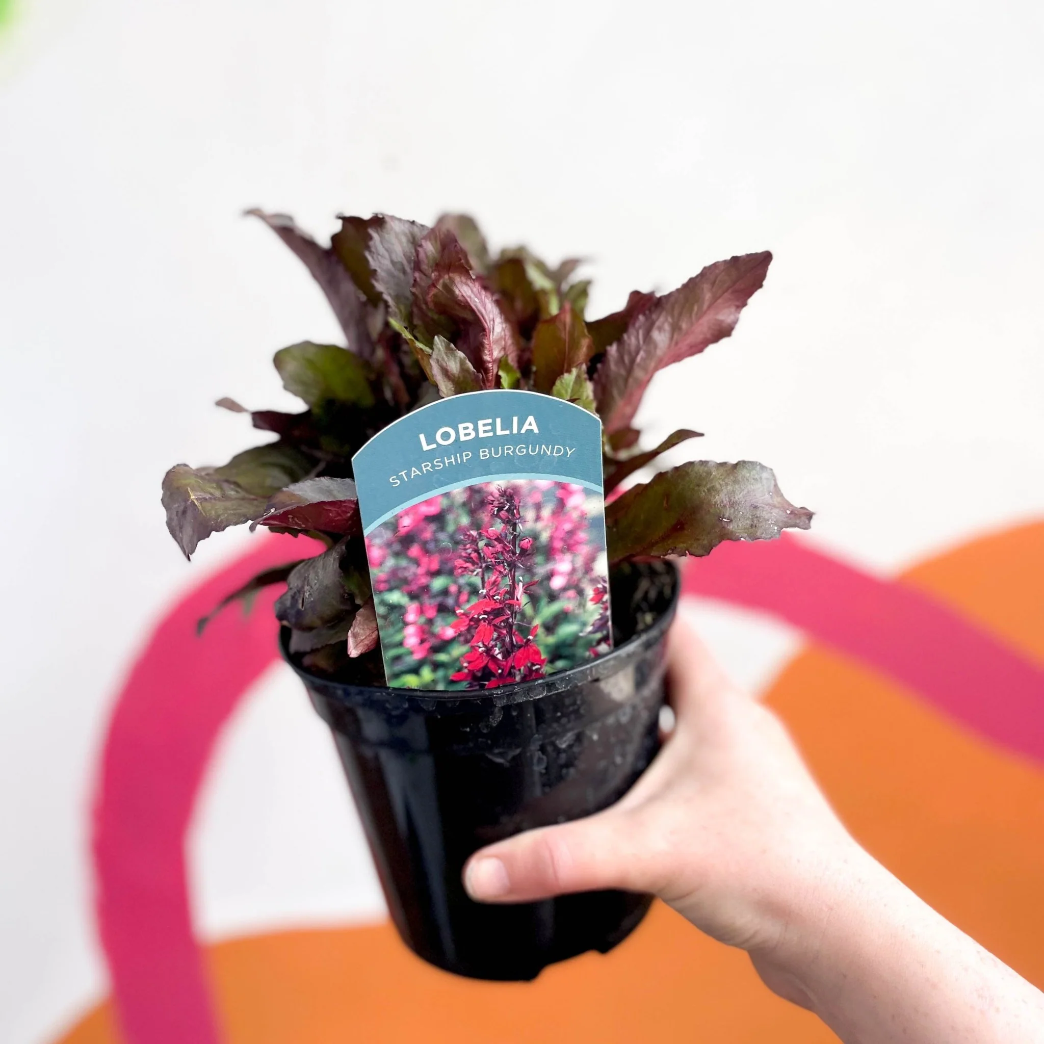 Cardinal Flower - Lobelia 'Starship Burgundy' - British Grown Perennial