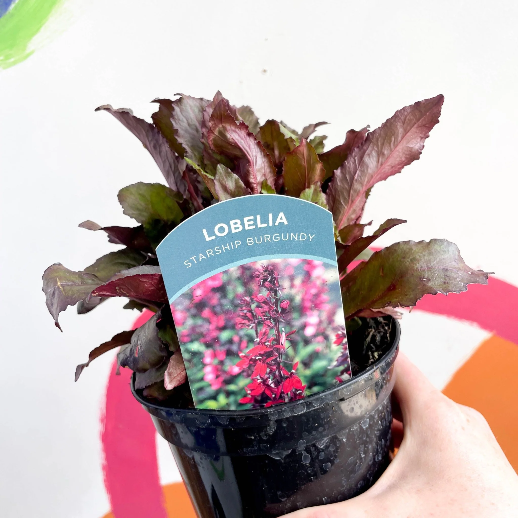 Cardinal Flower - Lobelia 'Starship Burgundy' - British Grown Perennial - Image 3