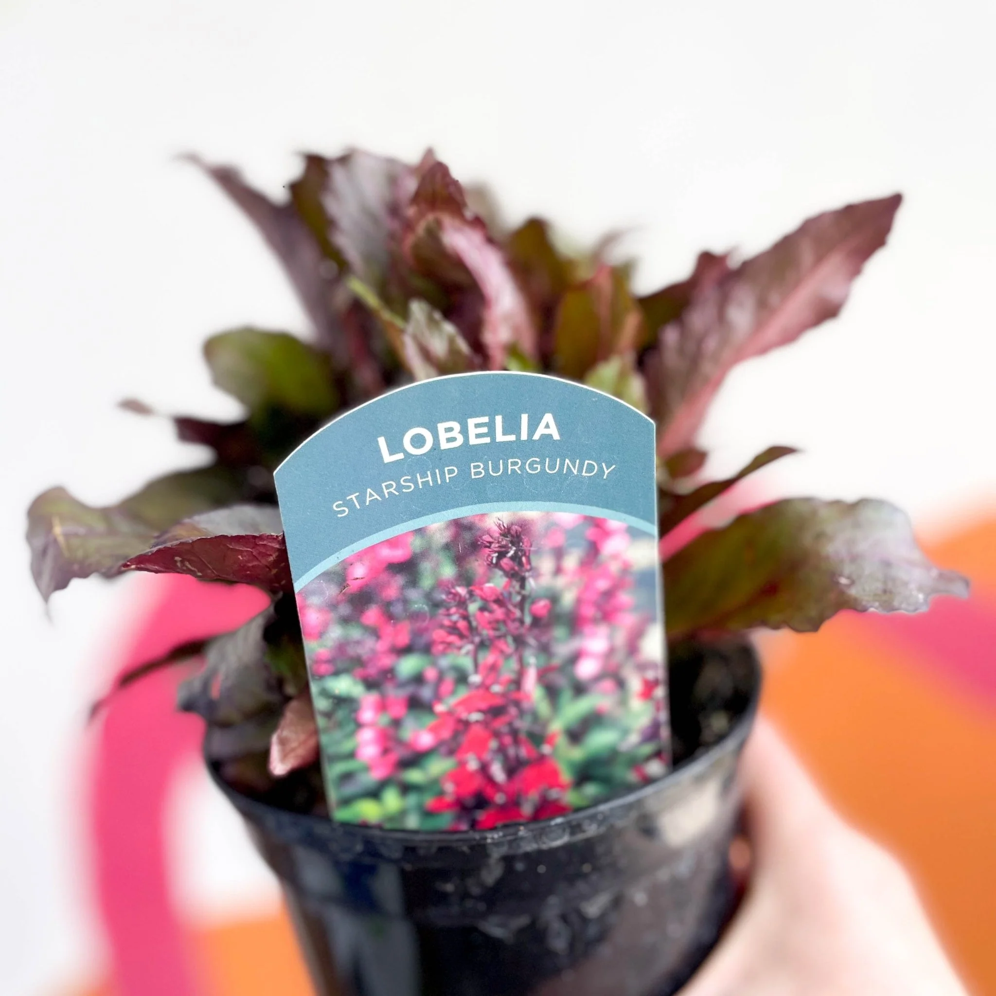 Cardinal Flower - Lobelia 'Starship Burgundy' - British Grown Perennial - Image 4