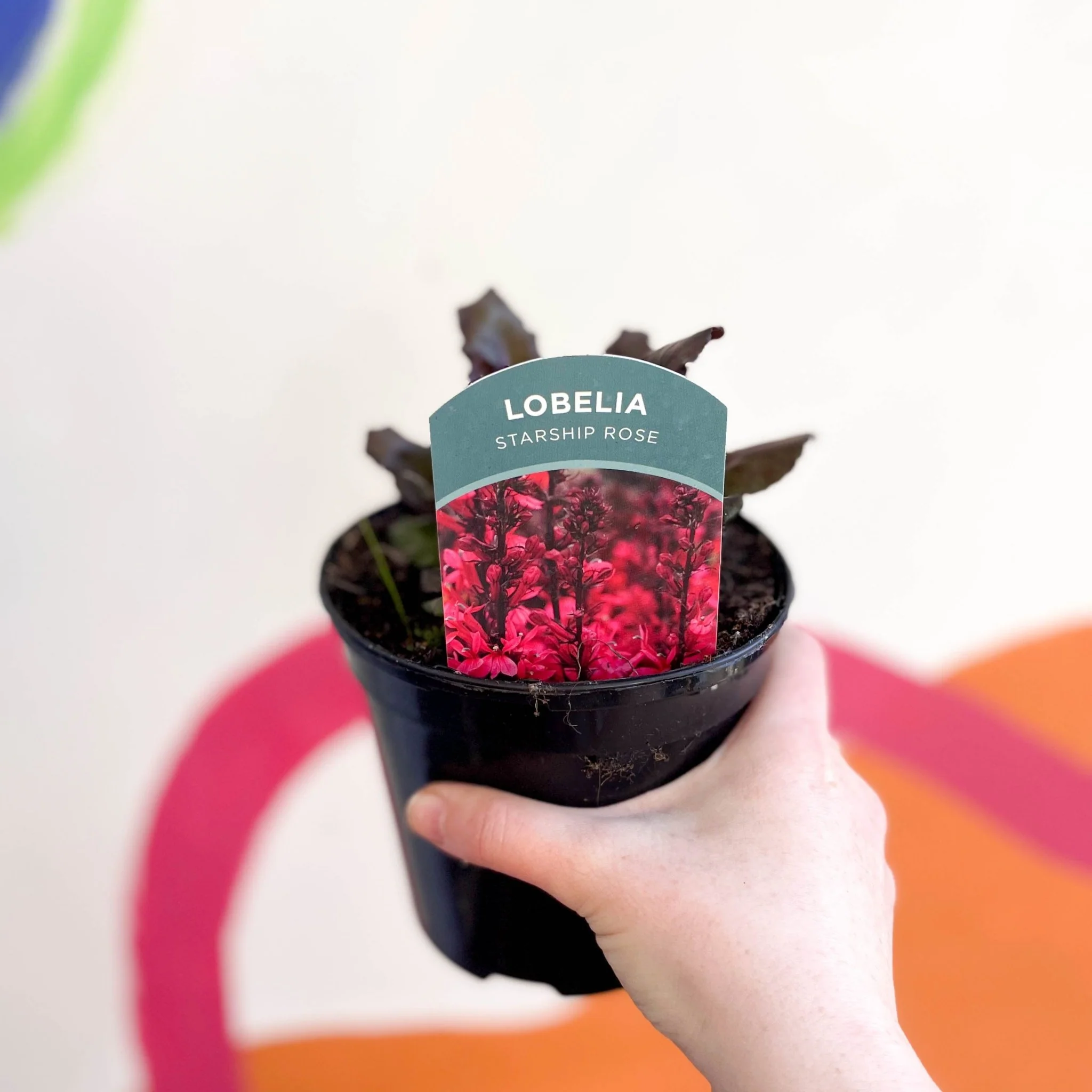 Cardinal Flower - Lobelia 'Starship Rose' - British Grown Perennial