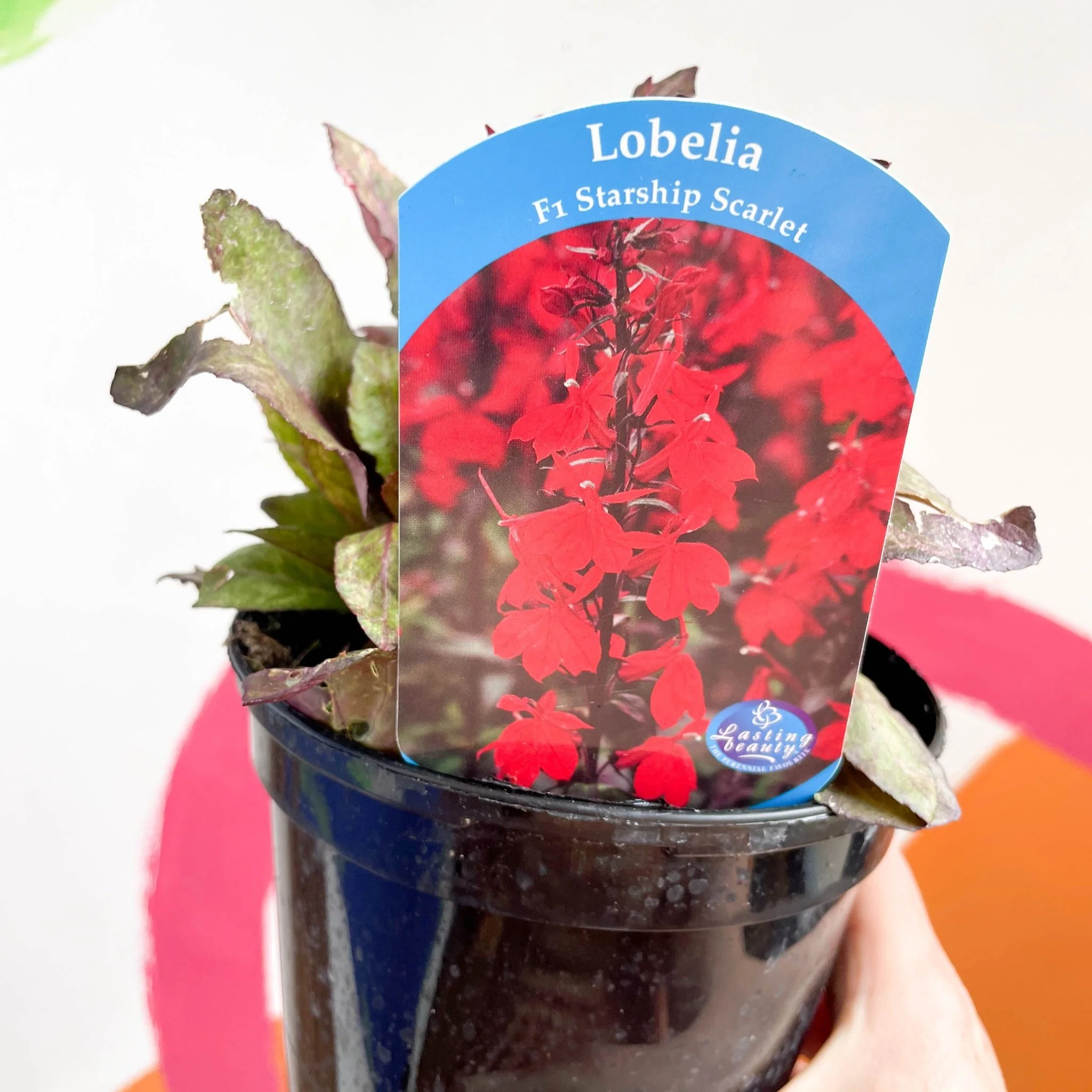 Cardinal Flower - Lobelia 'Starship Scarlet' - British Grown Perennial - Image 4