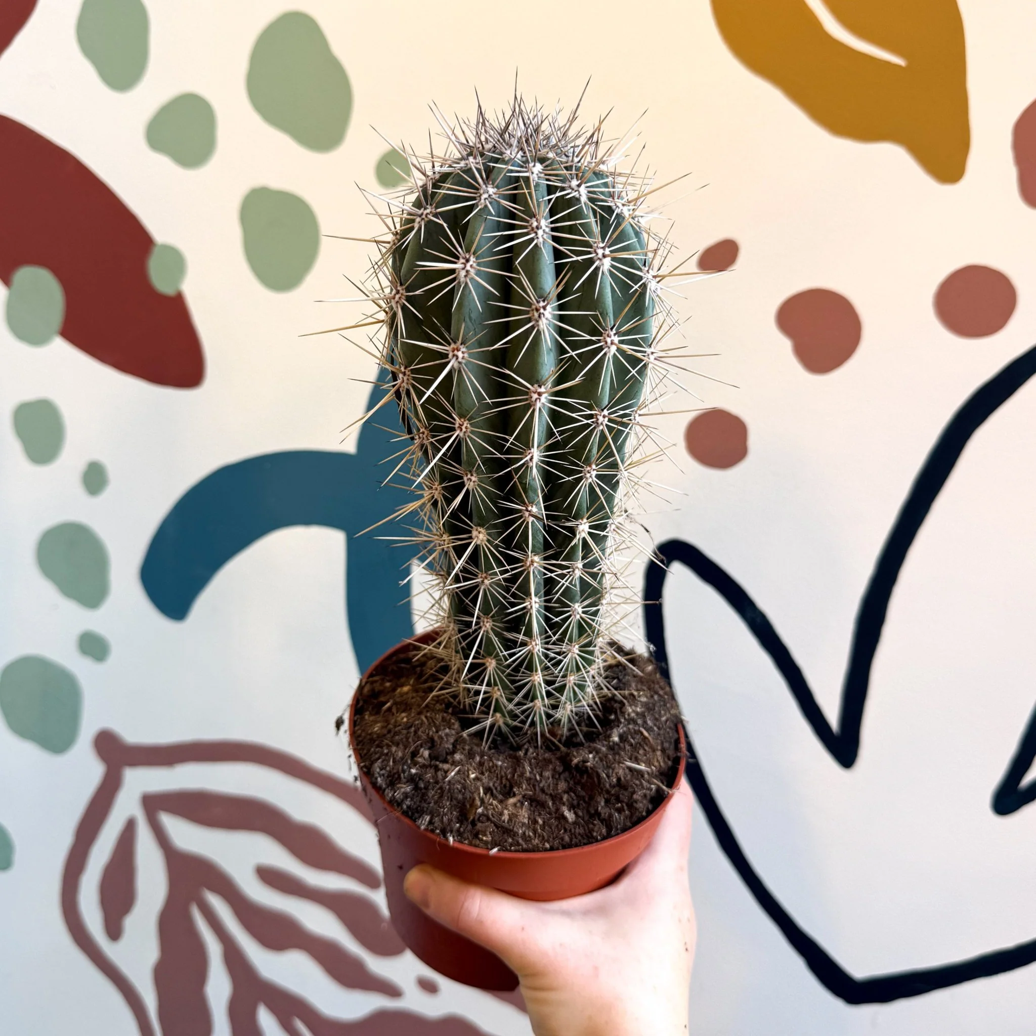 Pachycereus pringlei – Mexican Giant Cardón