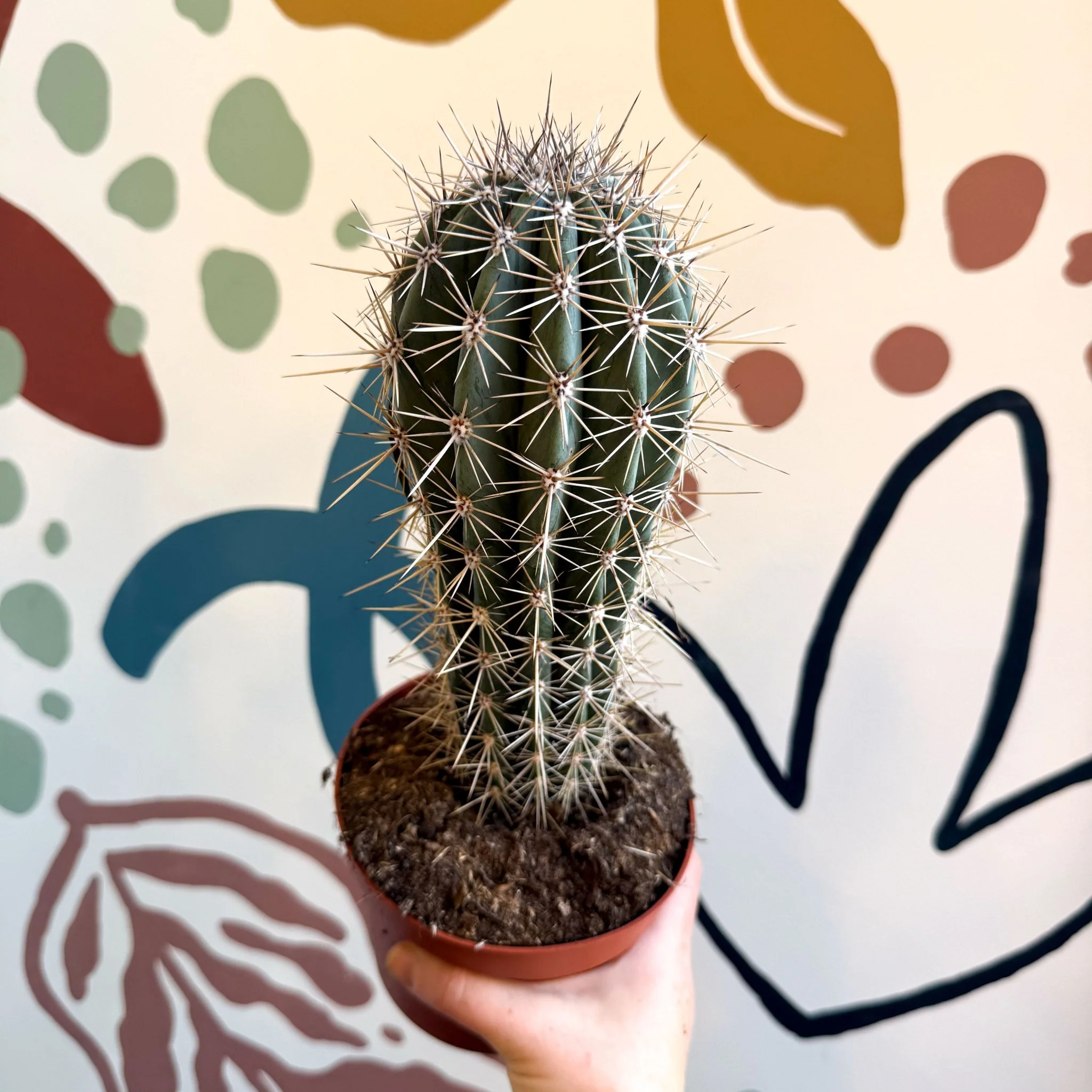 Pachycereus pringlei – Mexican Giant Cardón - Image 10