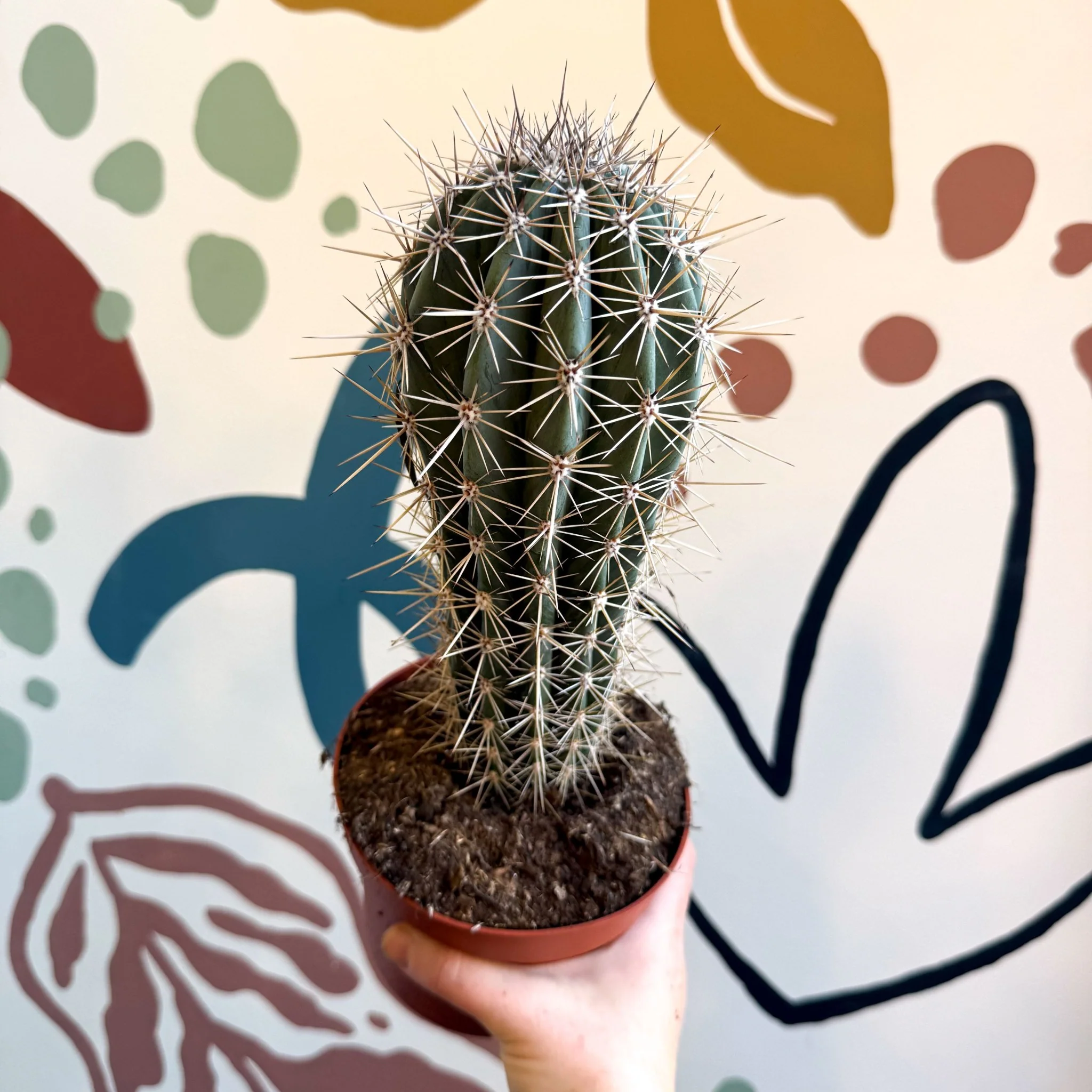 Pachycereus pringlei – Mexican Giant Cardón - Image 11