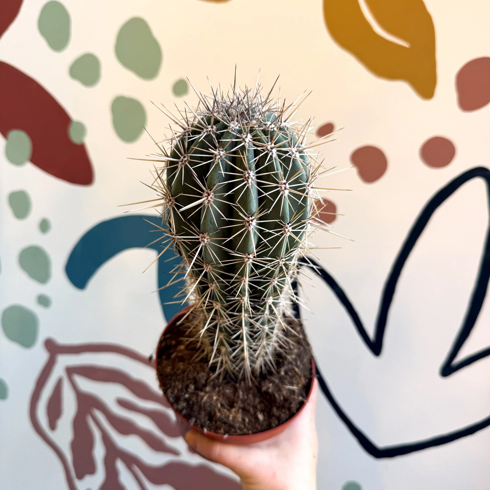 Pachycereus pringlei – Mexican Giant Cardón - Image 13