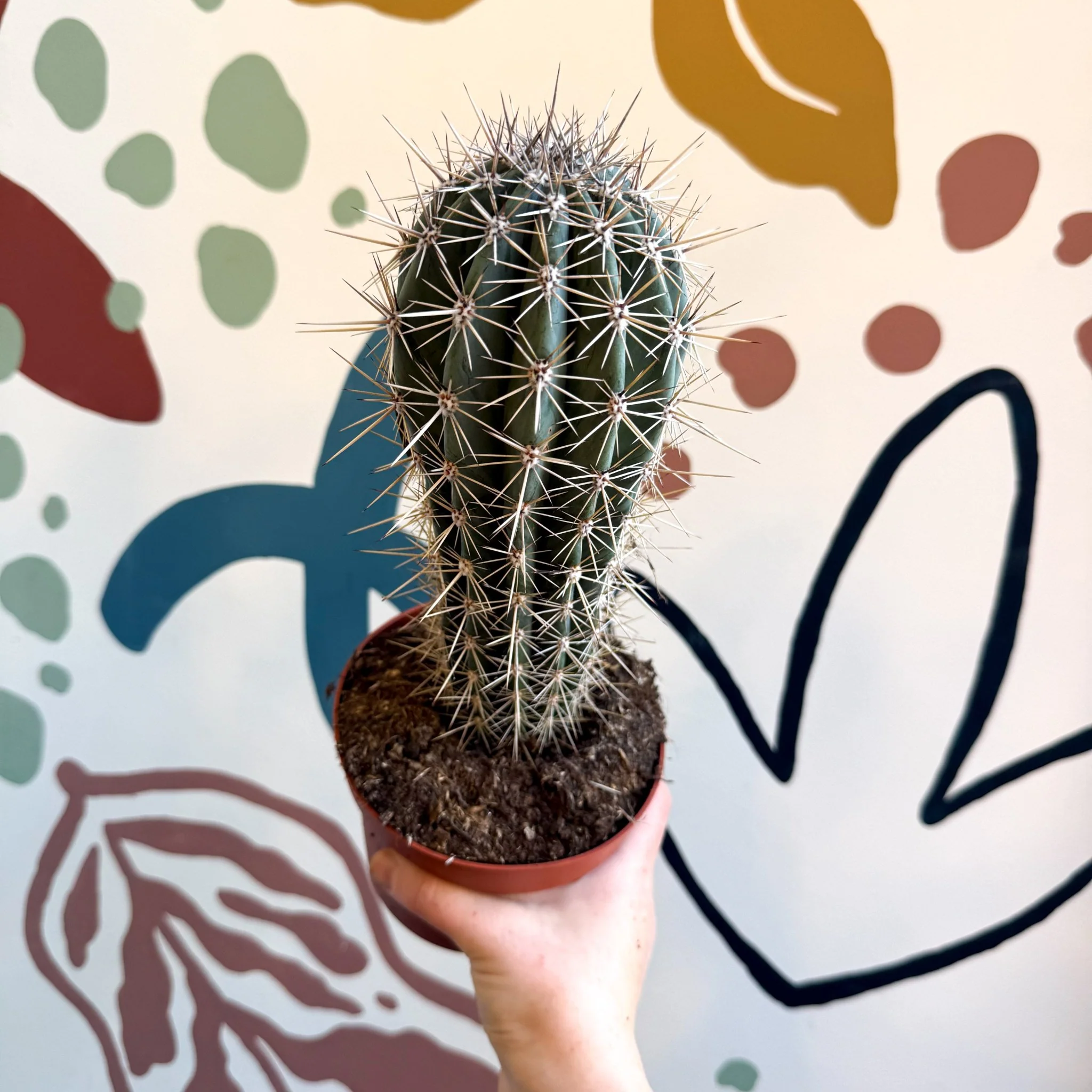 Pachycereus pringlei – Mexican Giant Cardón - Image 14