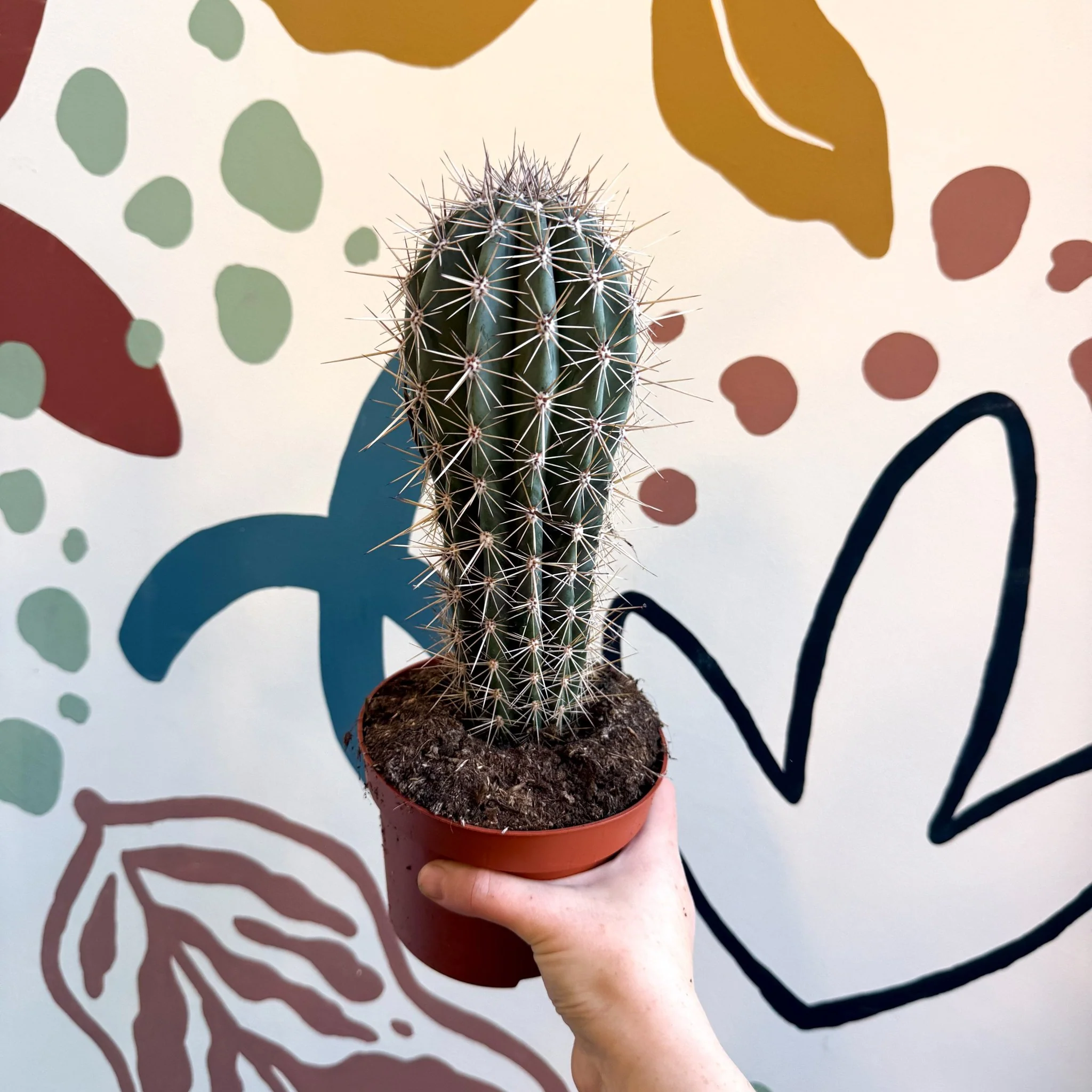 Pachycereus pringlei – Mexican Giant Cardón - Image 15