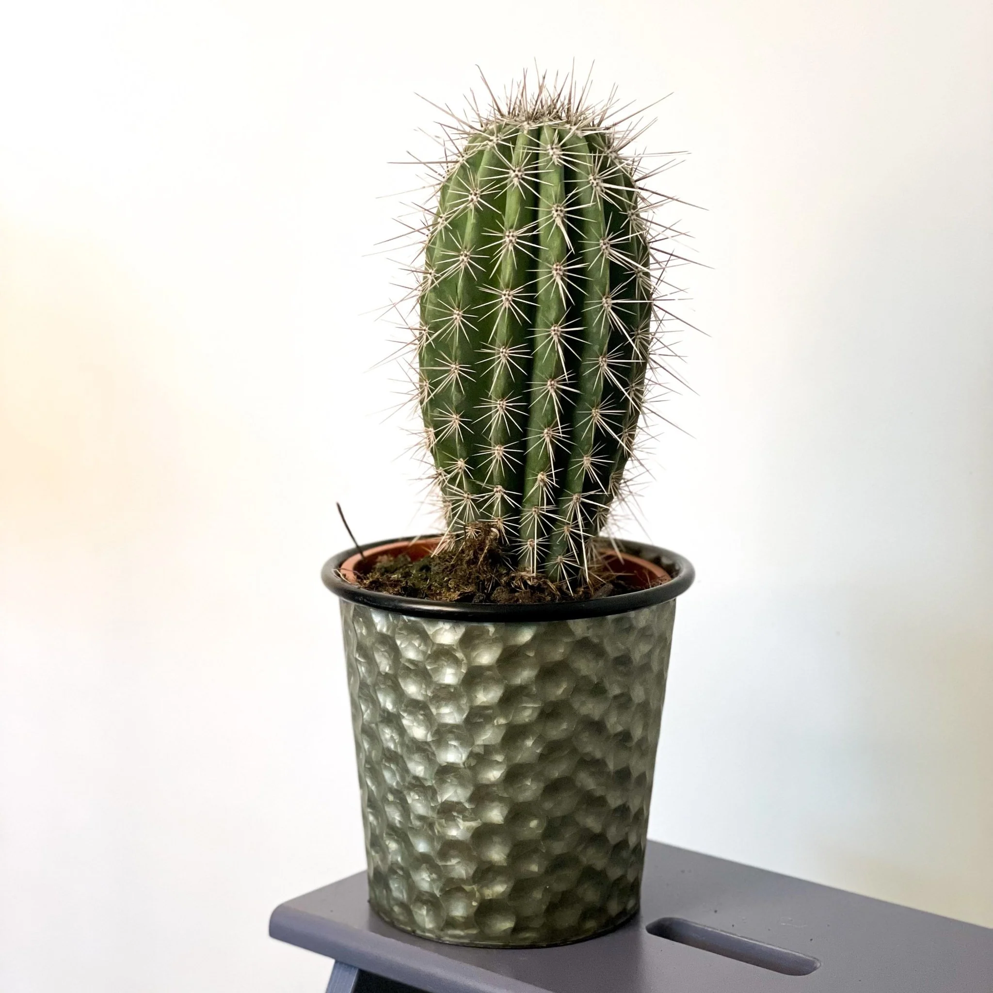 Pachycereus pringlei – Mexican Giant Cardón - Image 2