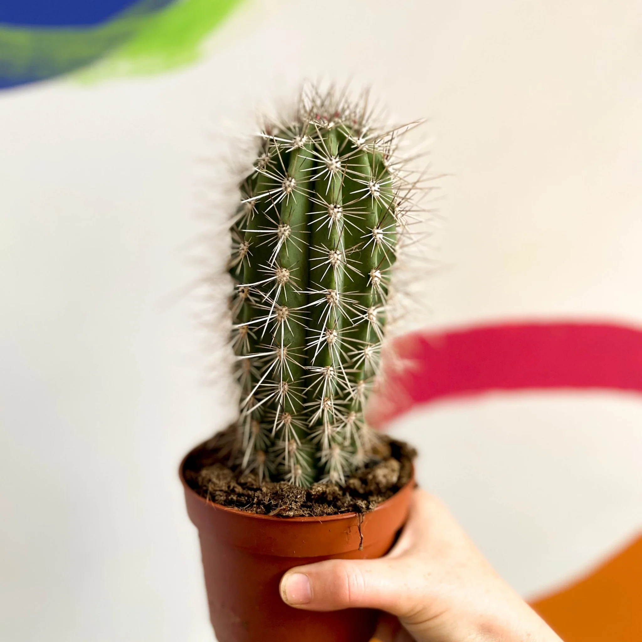 Pachycereus pringlei – Mexican Giant Cardón - Image 3