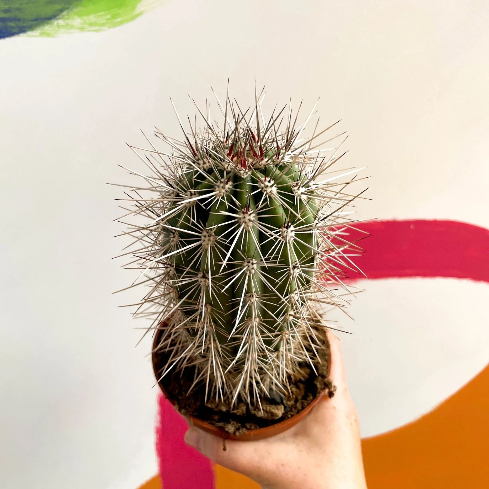 Pachycereus pringlei – Mexican Giant Cardón - Image 4