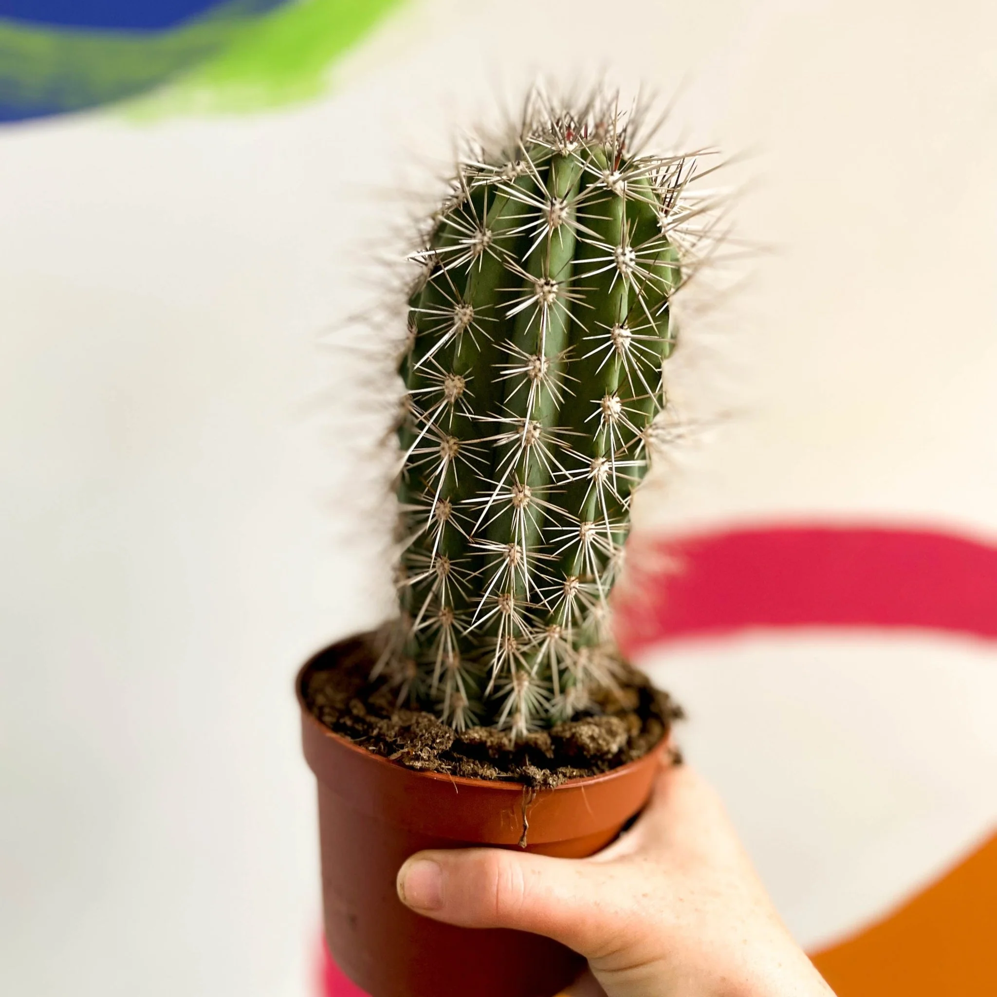 Pachycereus pringlei – Mexican Giant Cardón - Image 5