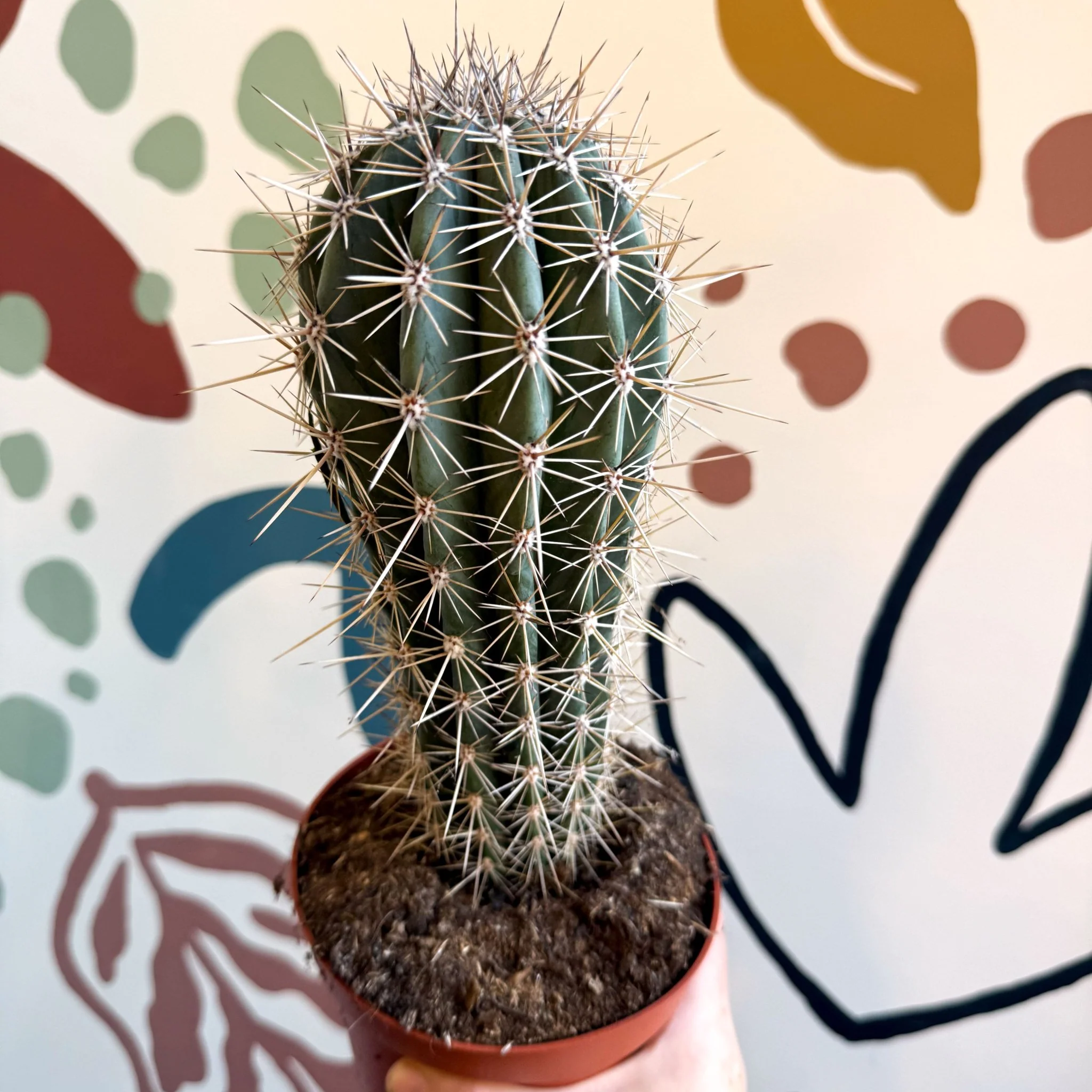 Pachycereus pringlei – Mexican Giant Cardón - Image 6